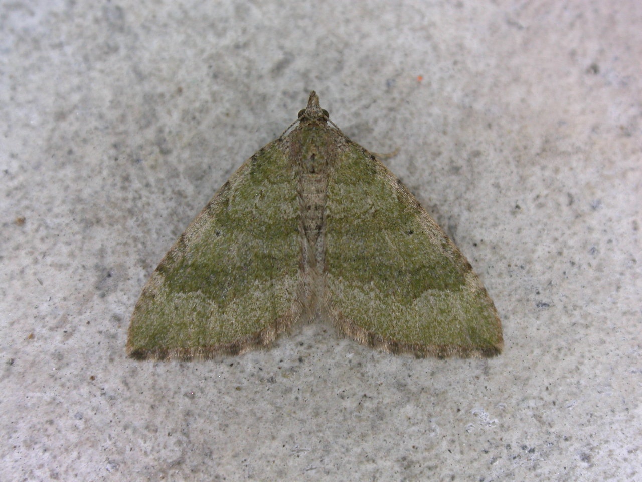 Epyaxa rosearia