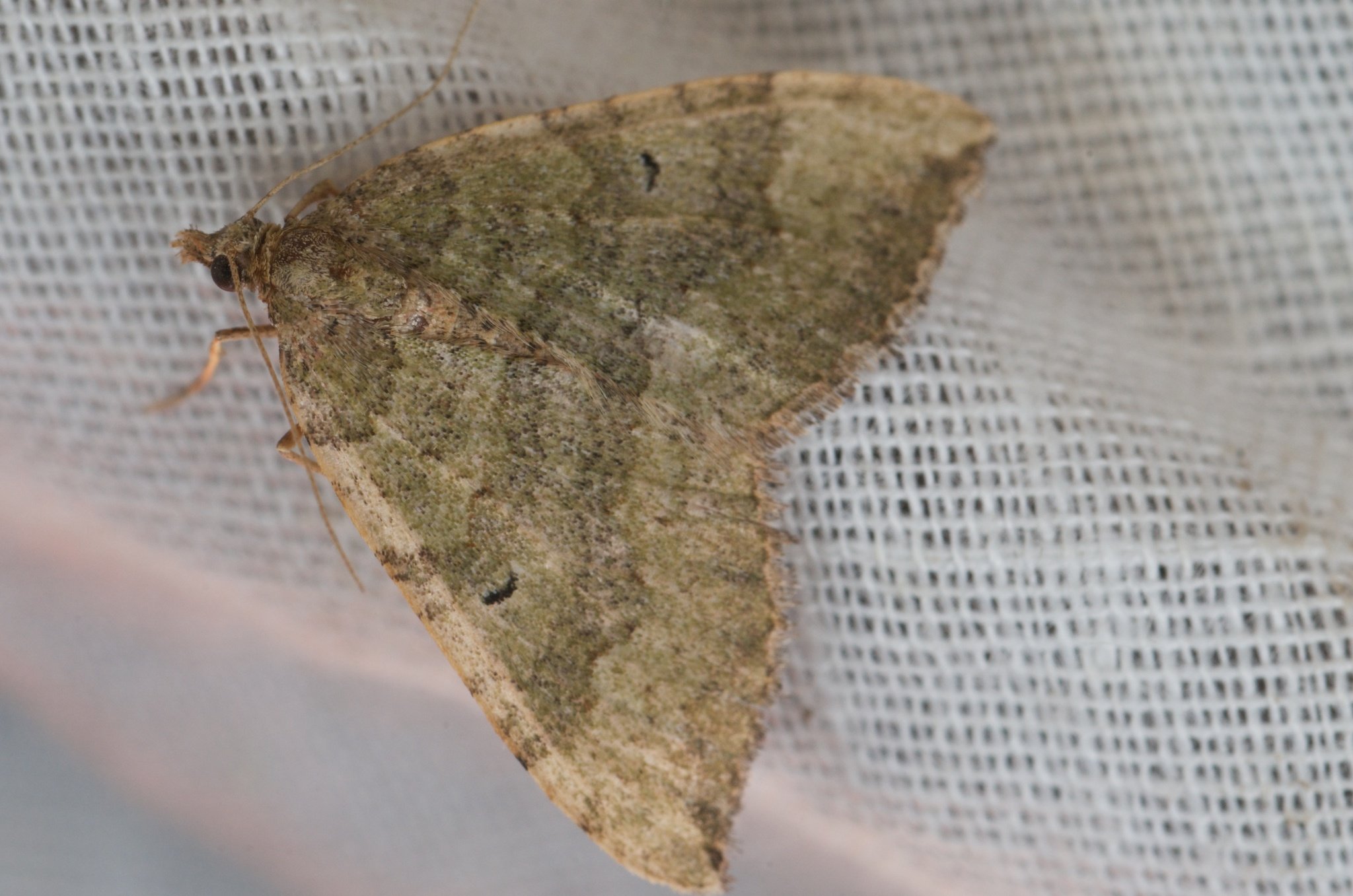 Epyaxa rosearia