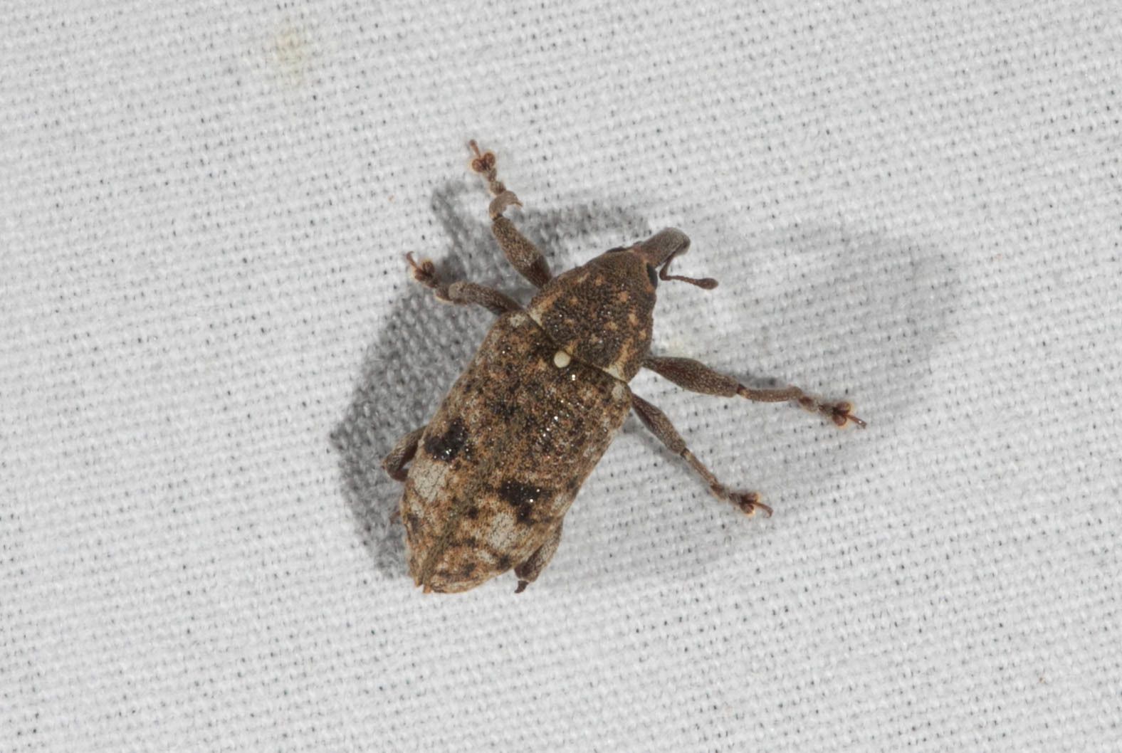 Hilipinus