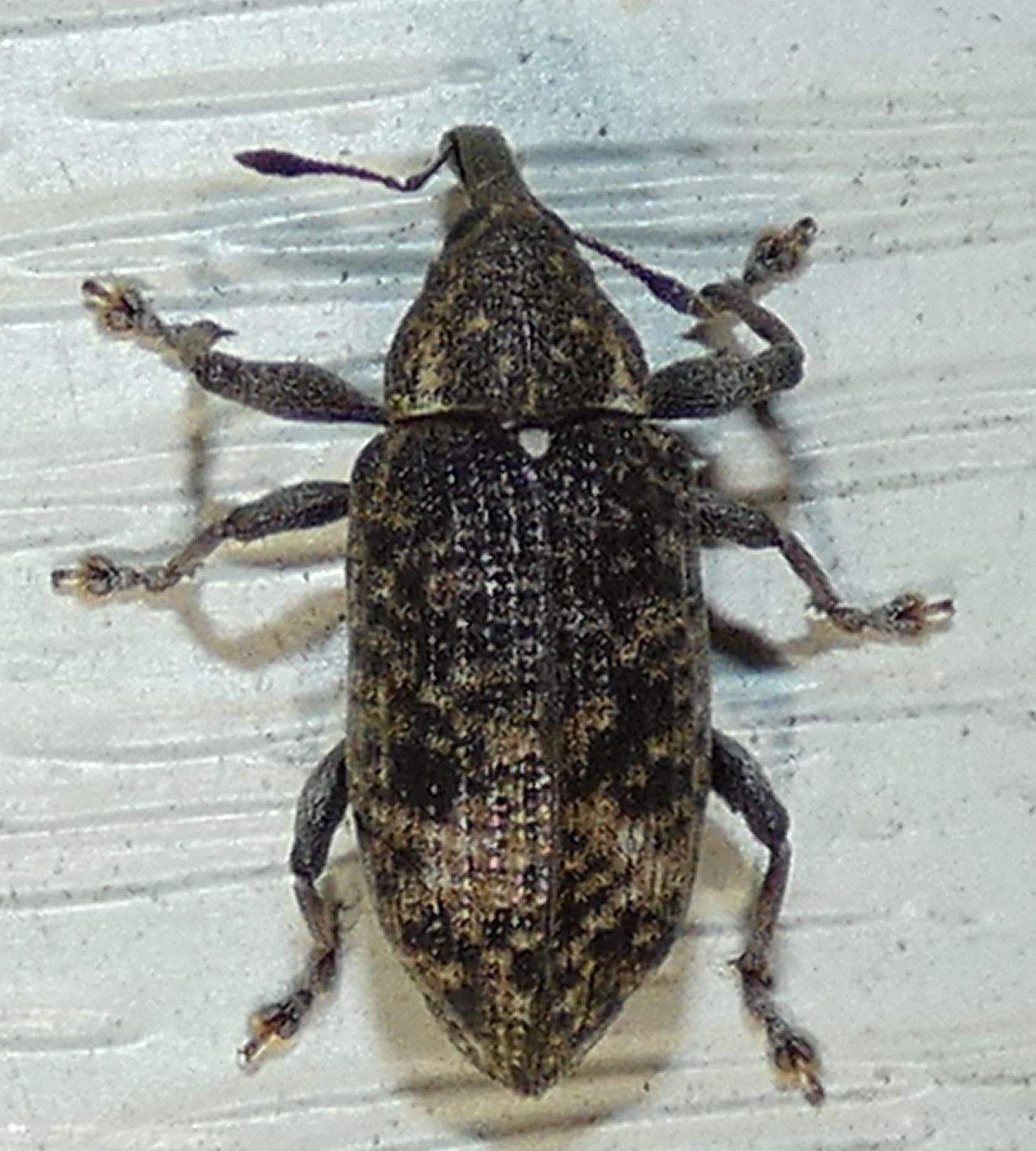 Hilipinus