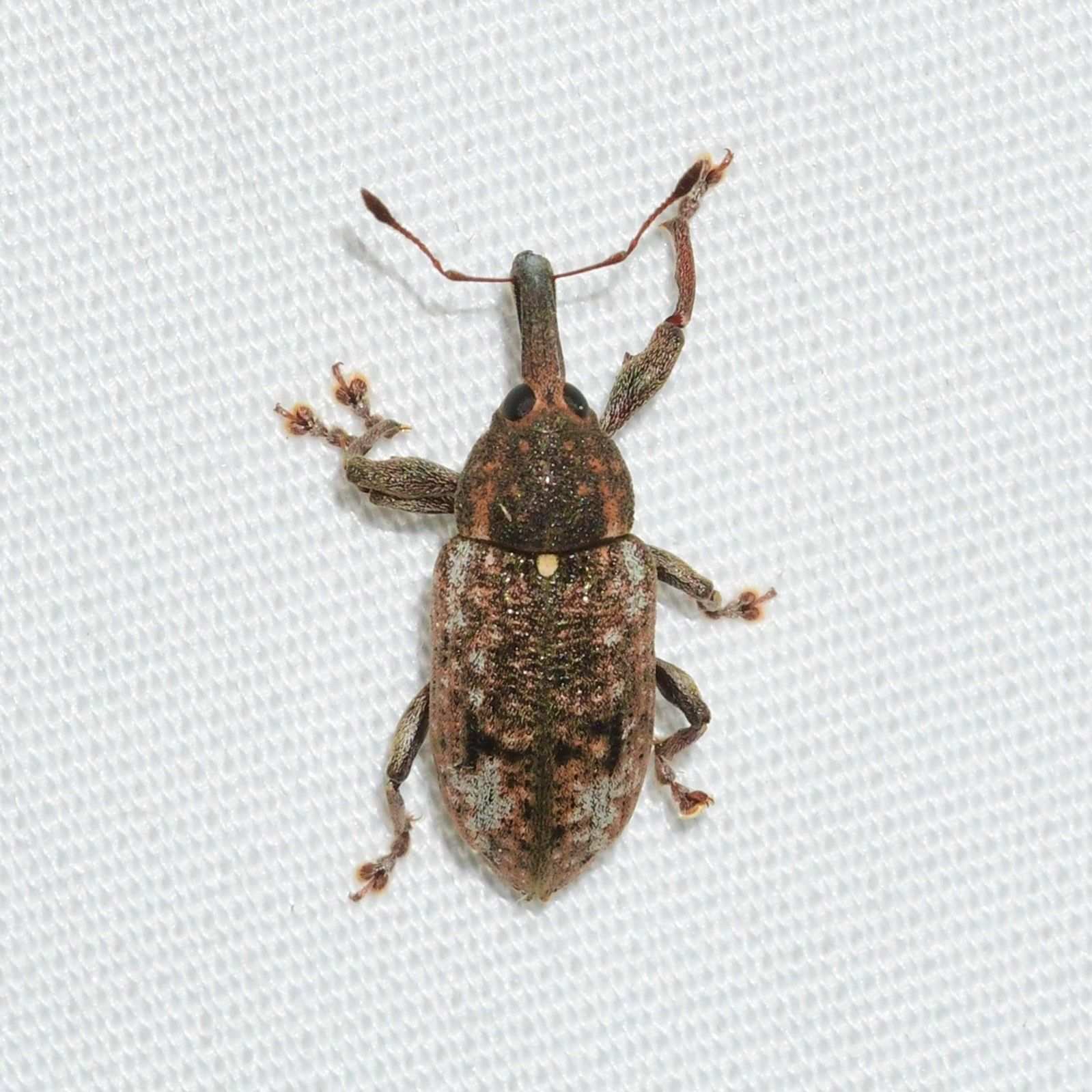 Hilipinus