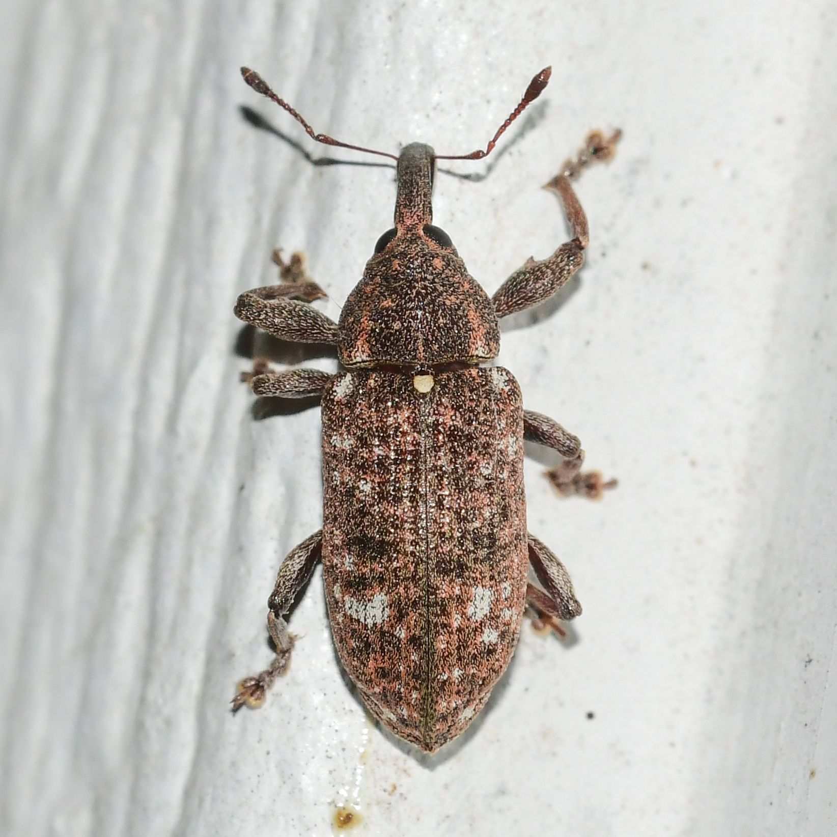 Hilipinus