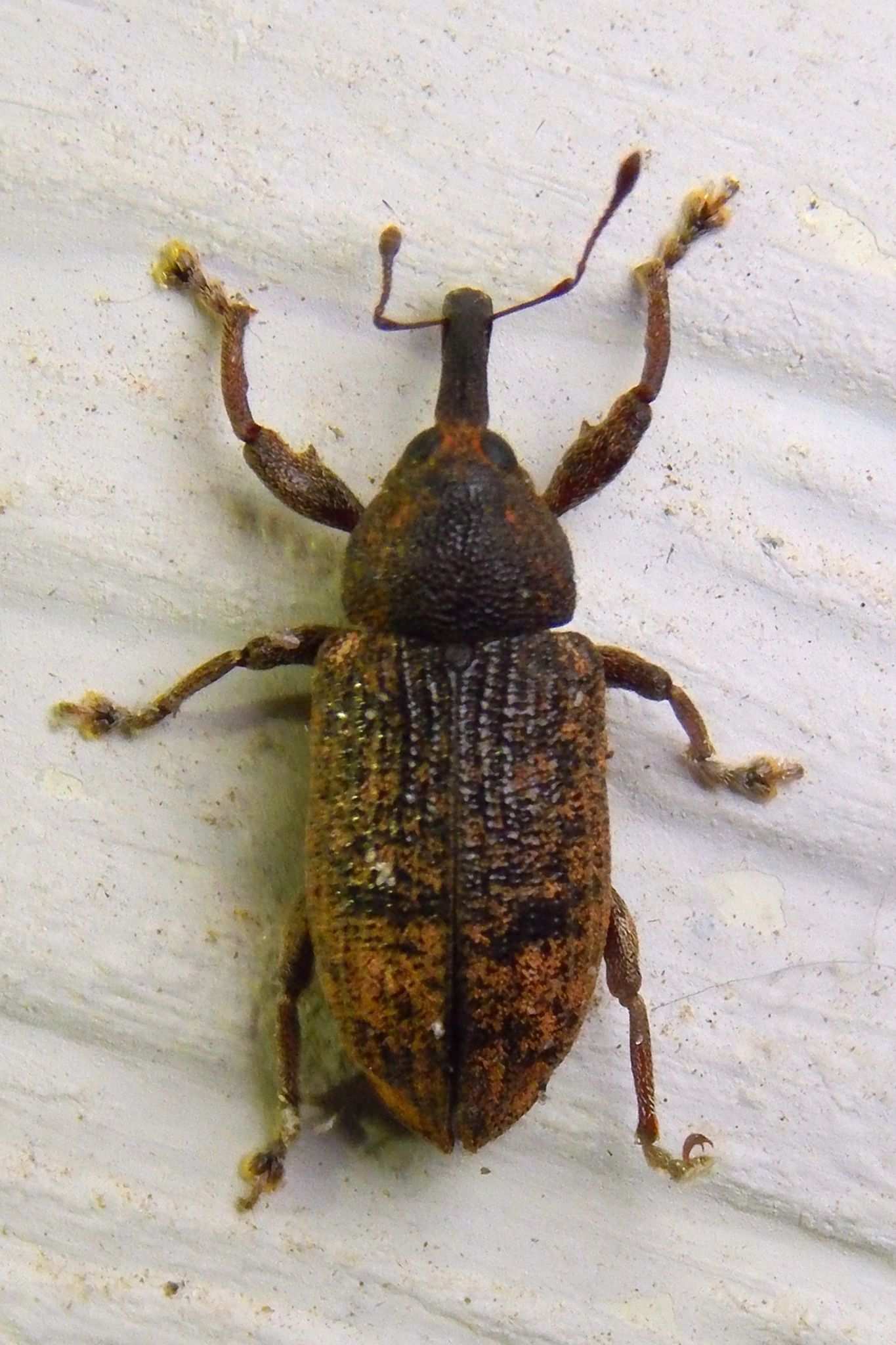 Hilipinus
