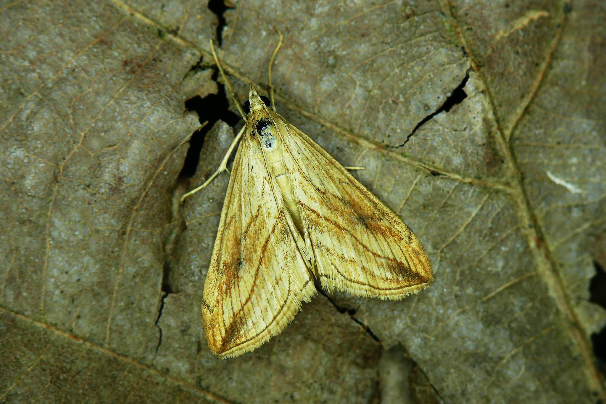 Evergestis forficalis