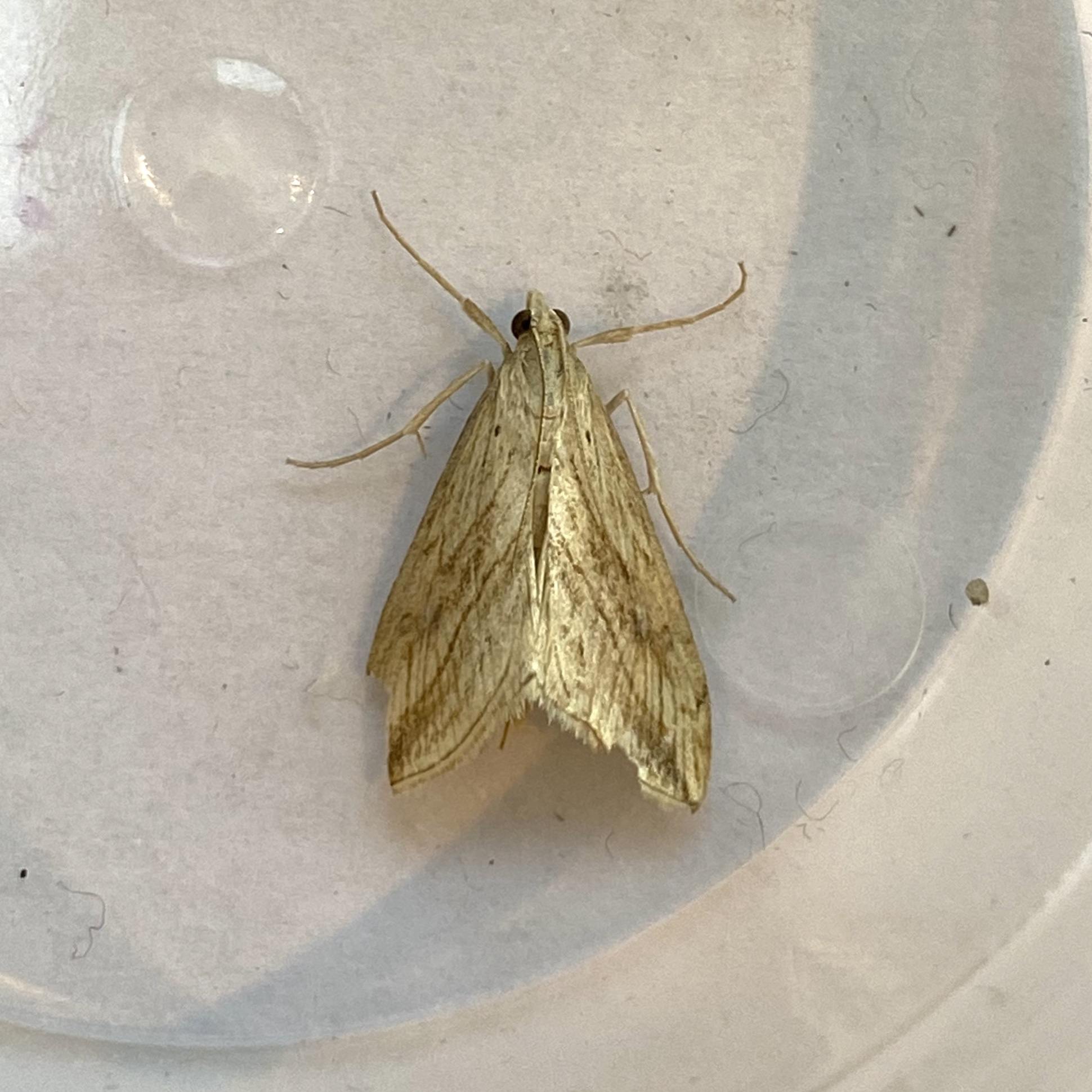 Evergestis forficalis