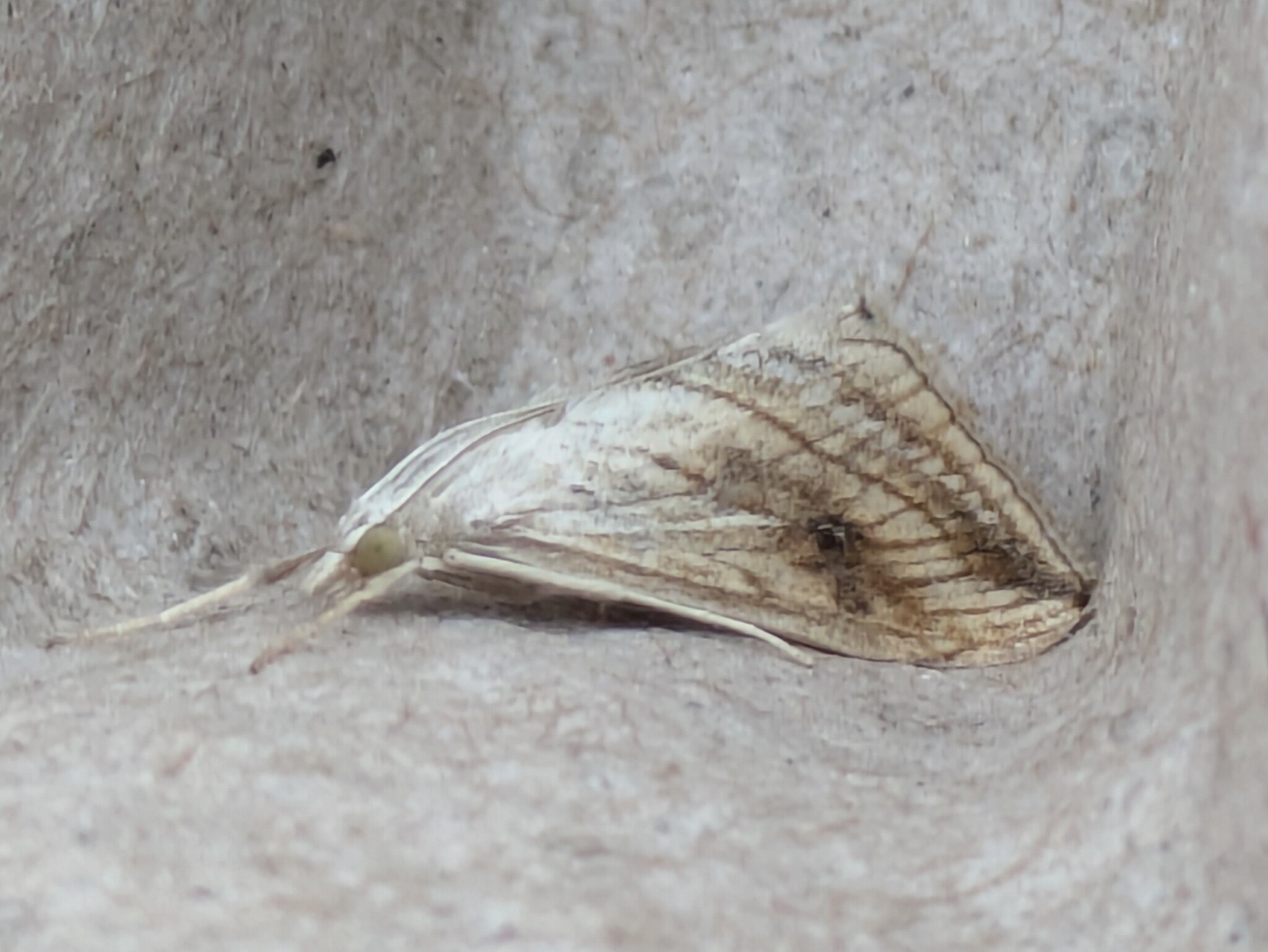 Evergestis forficalis