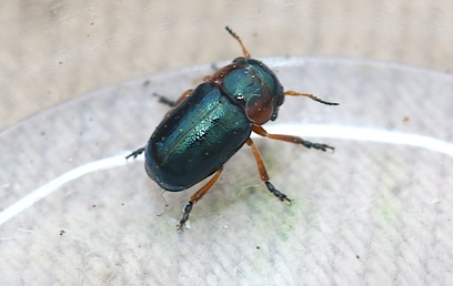 Cheilotoma