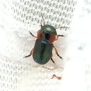 Cheilotoma