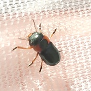 Cheilotoma