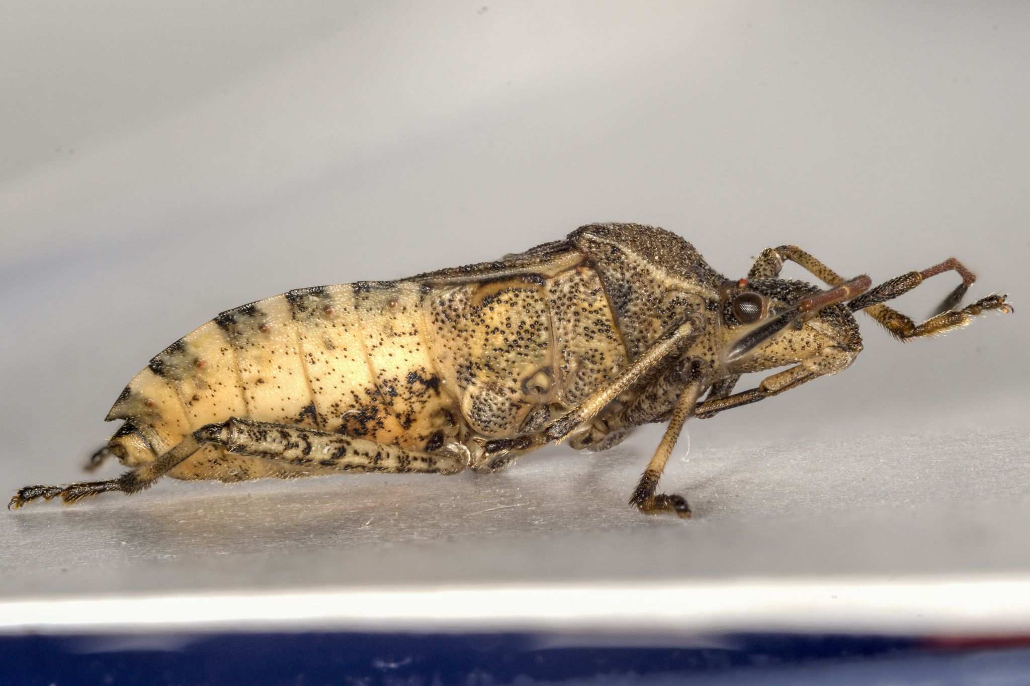 Ceraleptus gracilicornis