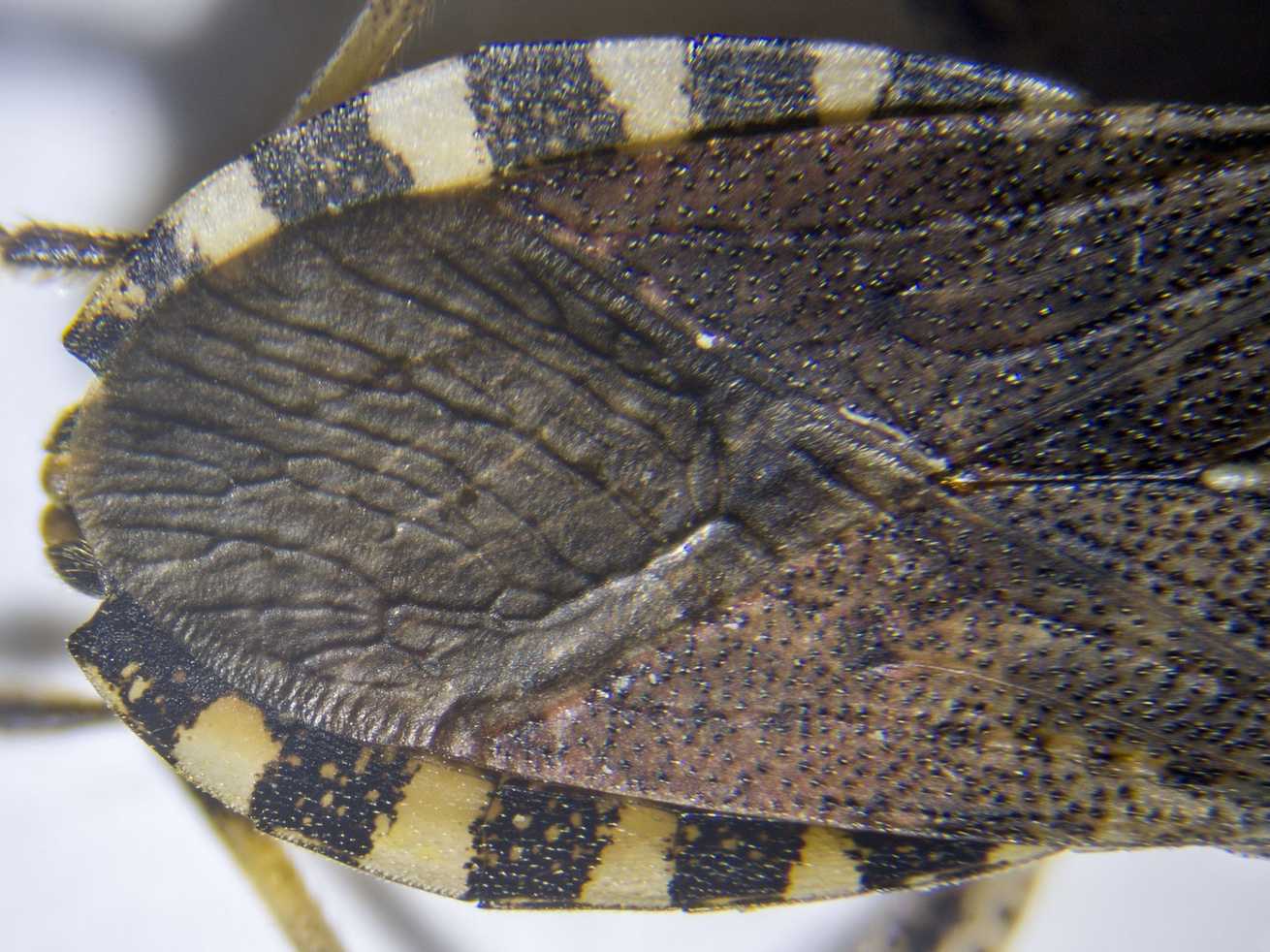 Ceraleptus gracilicornis