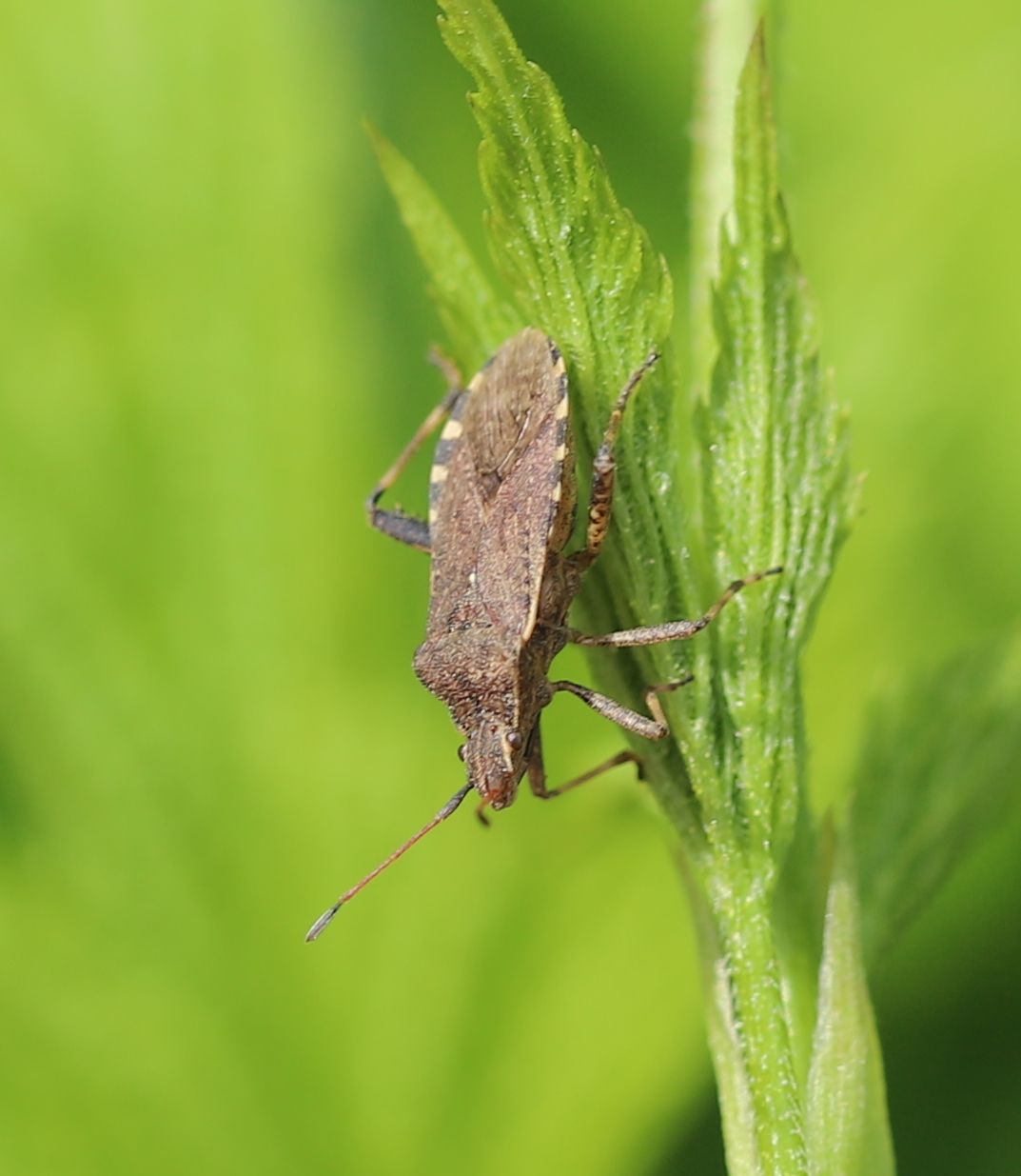 Ceraleptus gracilicornis