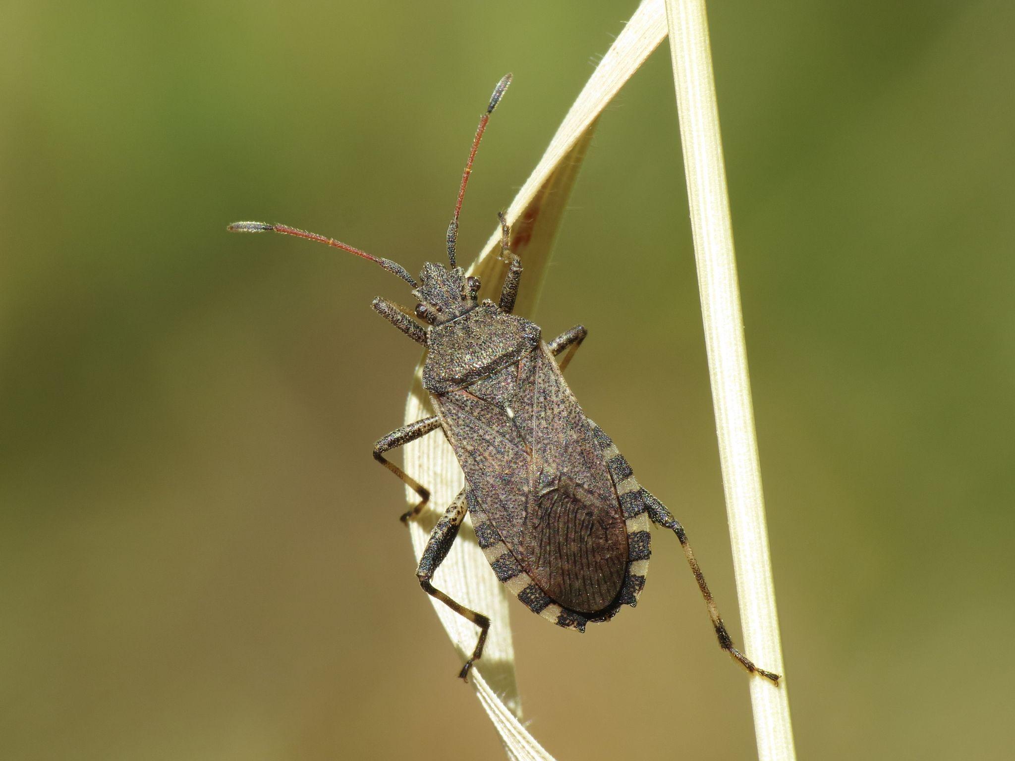 Ceraleptus gracilicornis