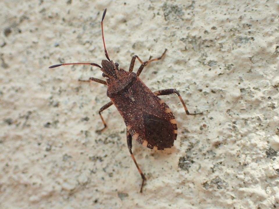 Ceraleptus gracilicornis