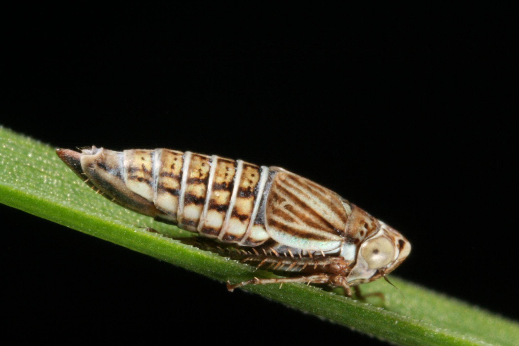 Athysanella