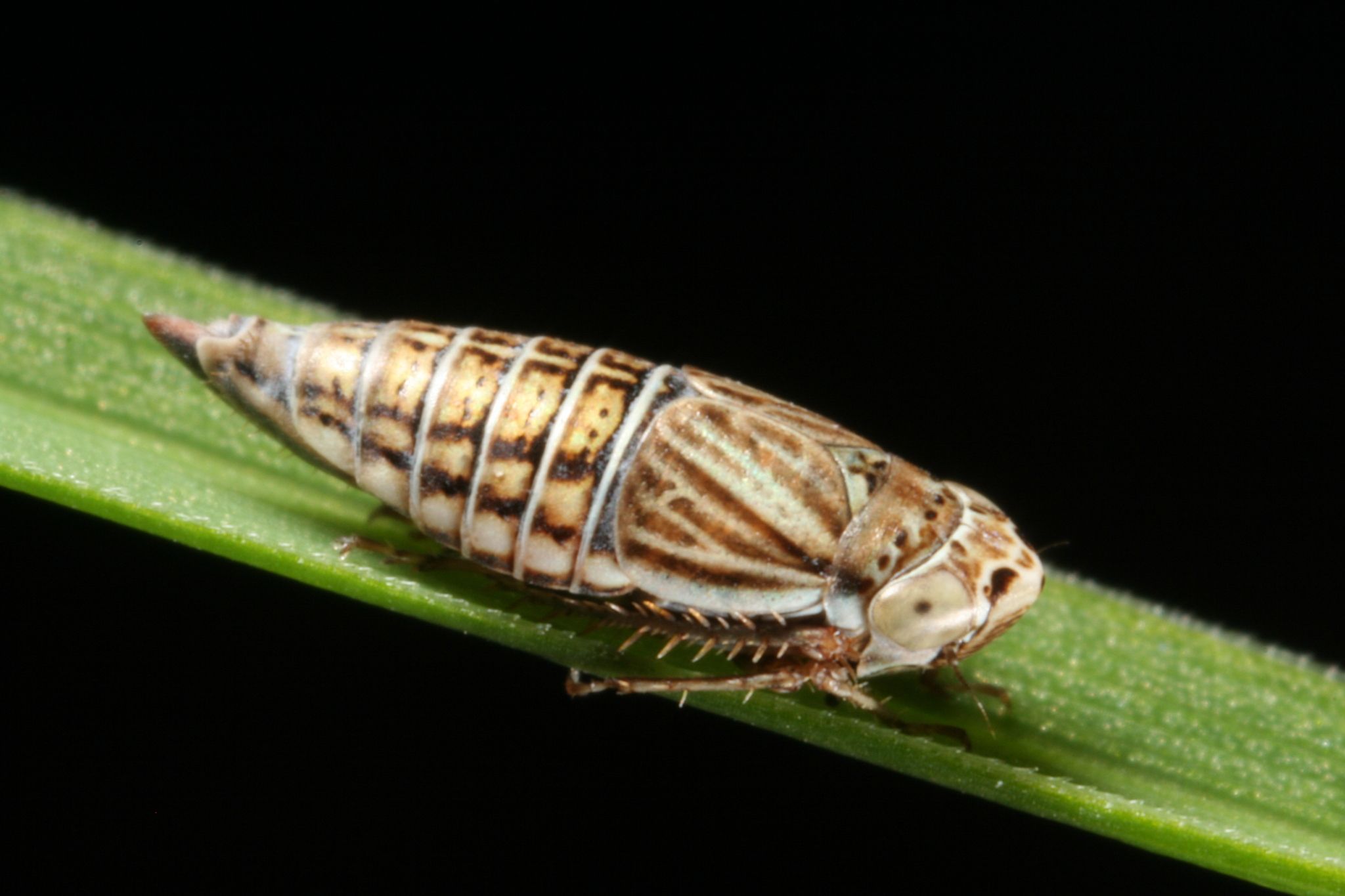 Athysanella