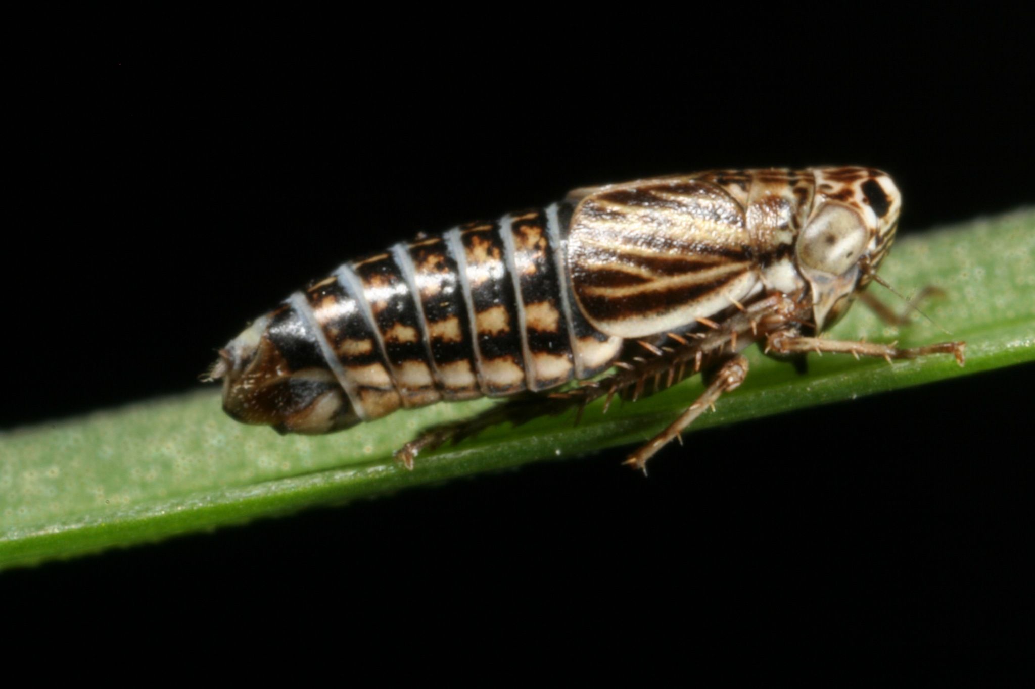 Athysanella