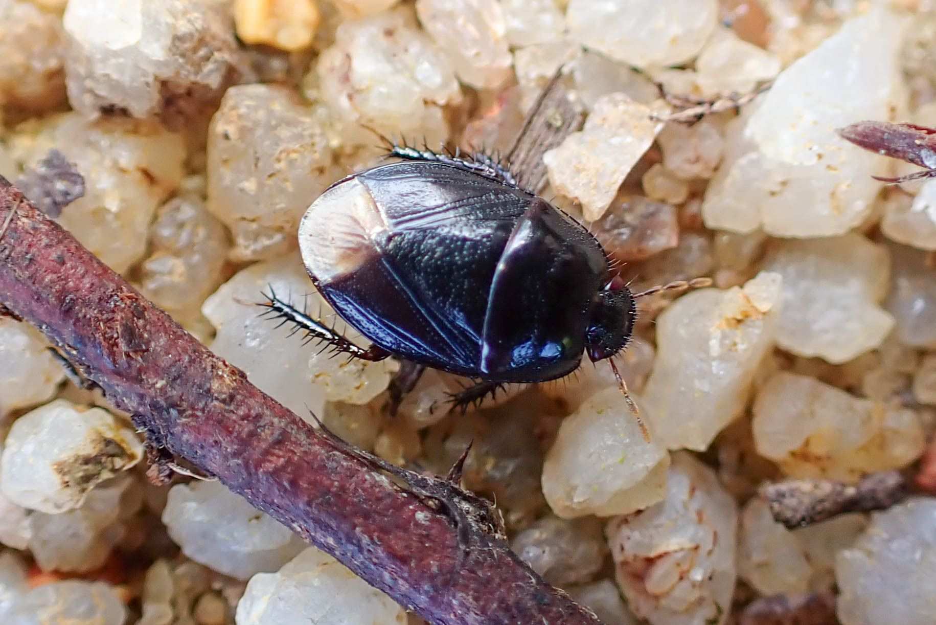 Fromundus pygmaeus