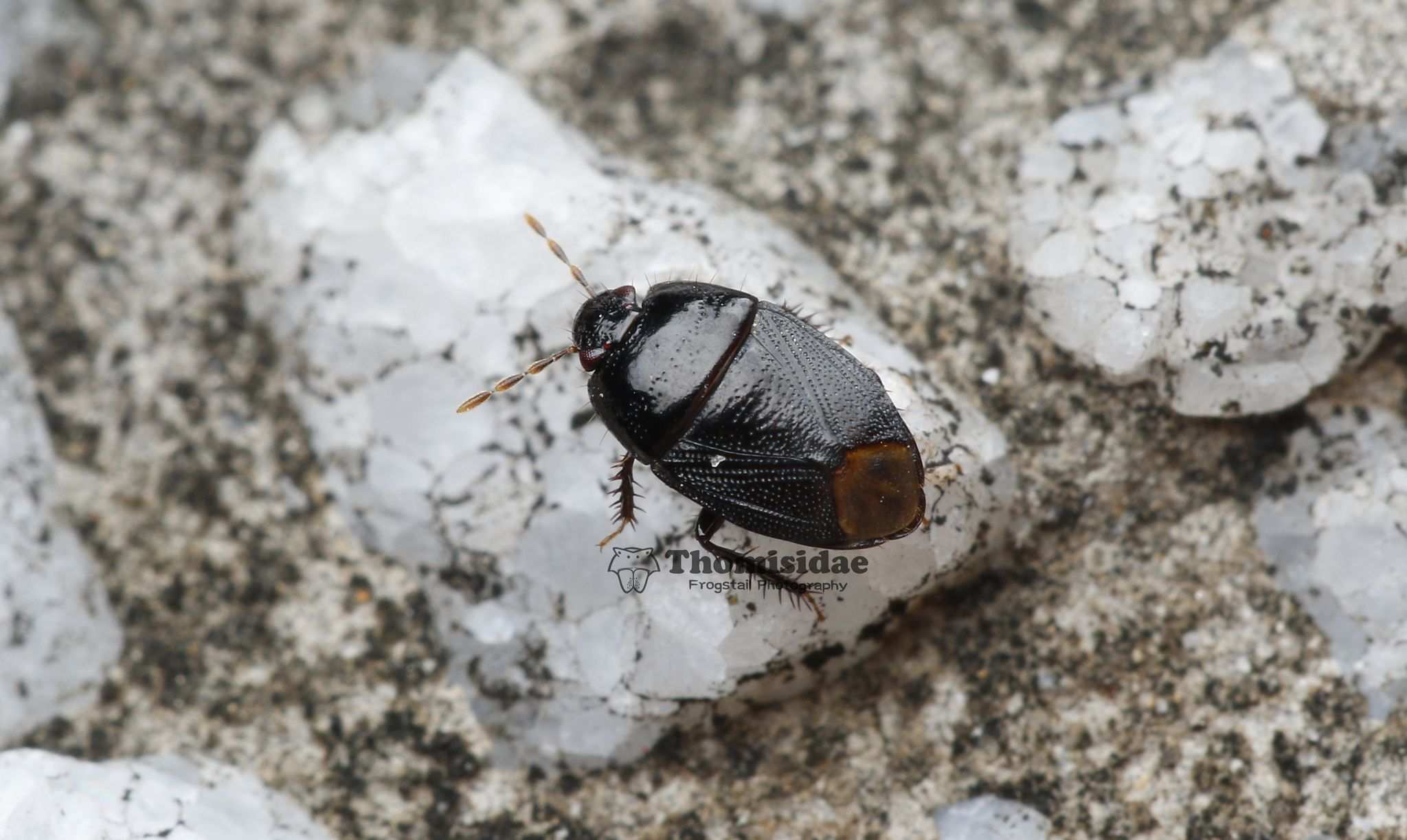 Fromundus pygmaeus