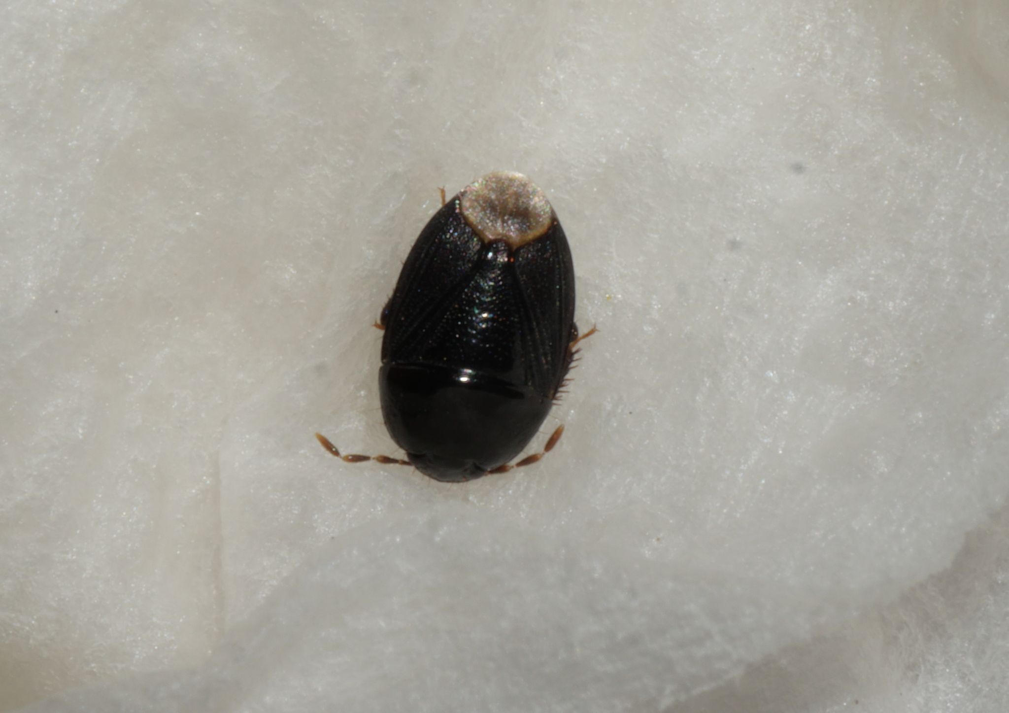 Fromundus pygmaeus