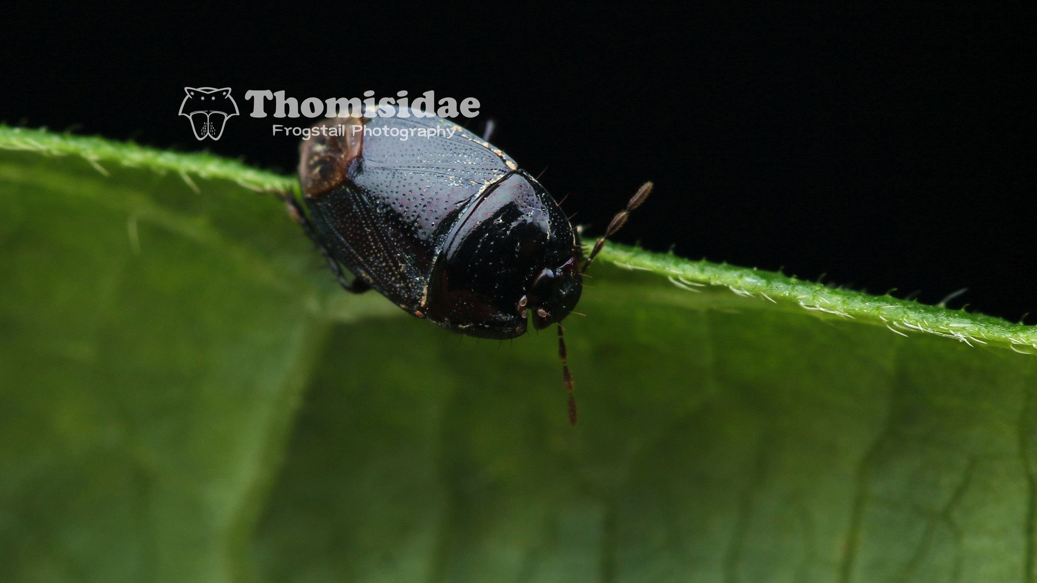 Fromundus pygmaeus