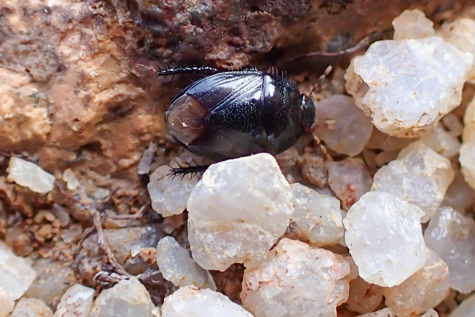 Fromundus pygmaeus