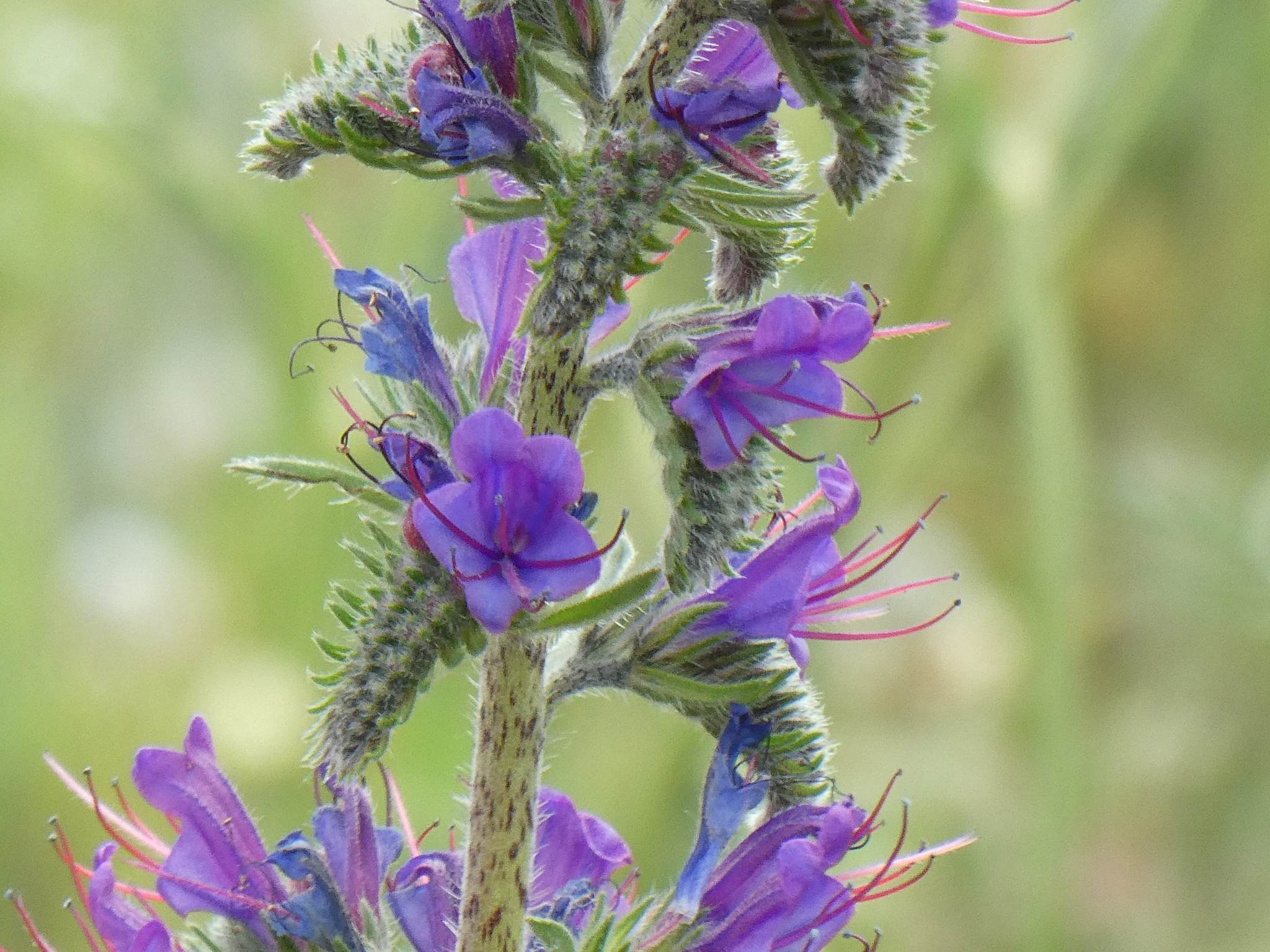 Echium vulgare