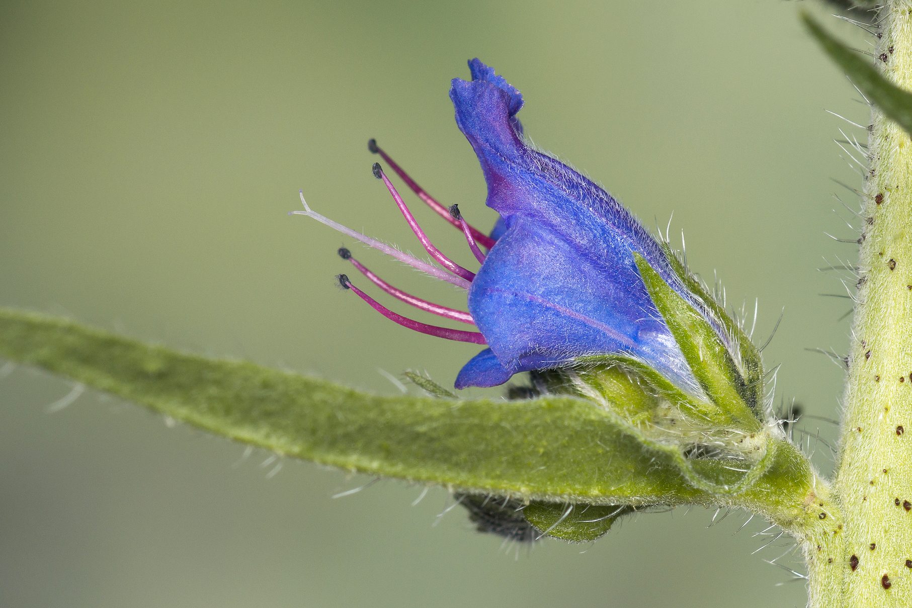 Echium vulgare