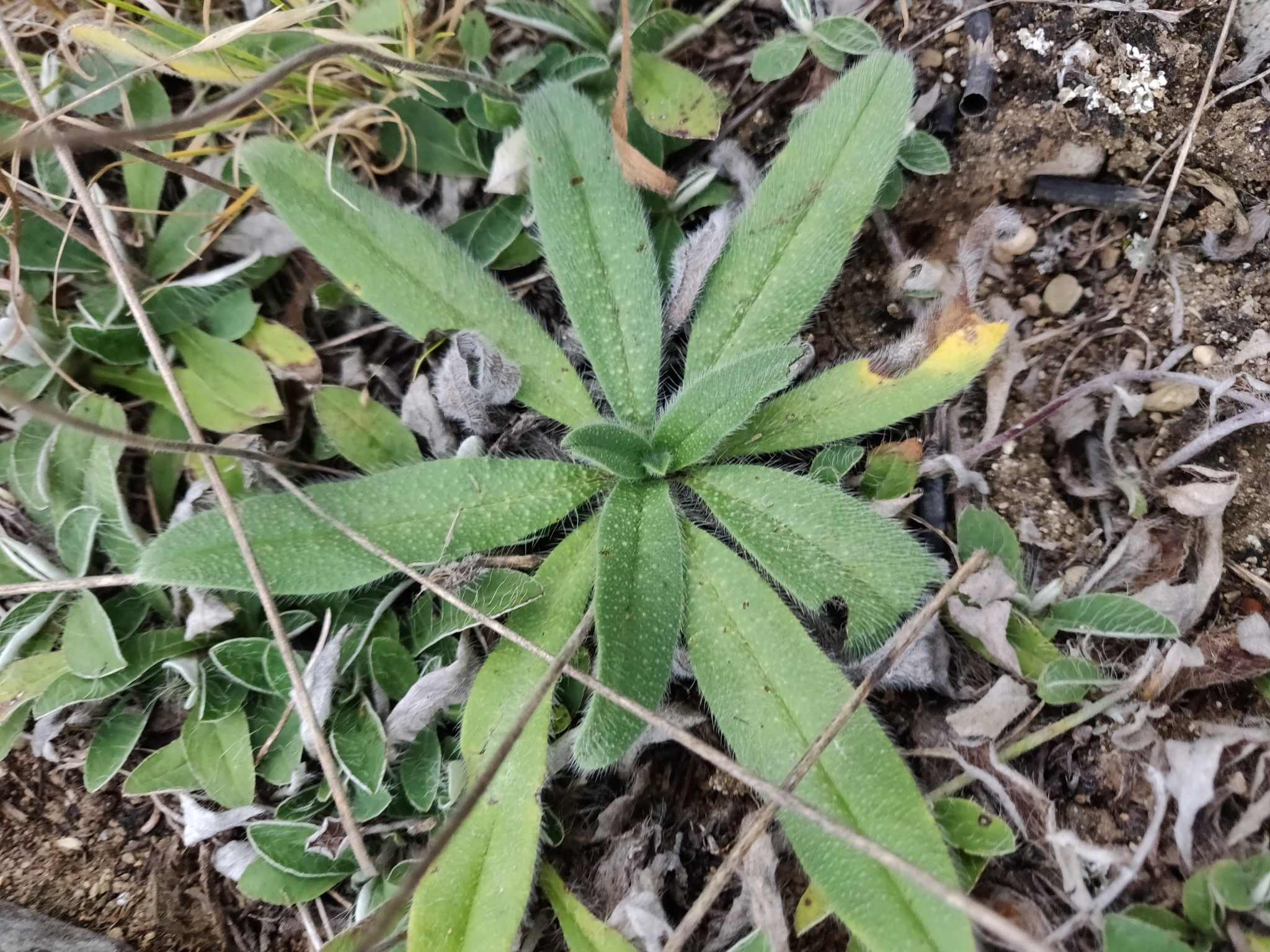Echium vulgare