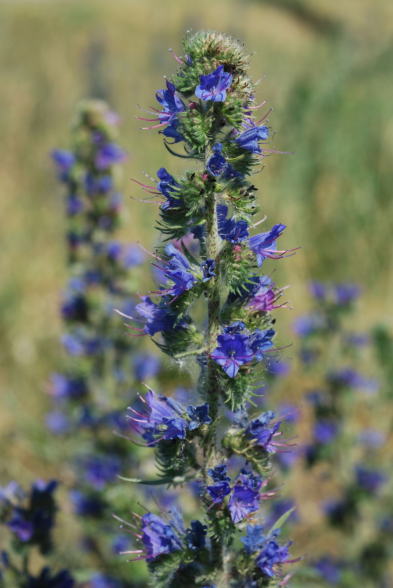 Echium vulgare