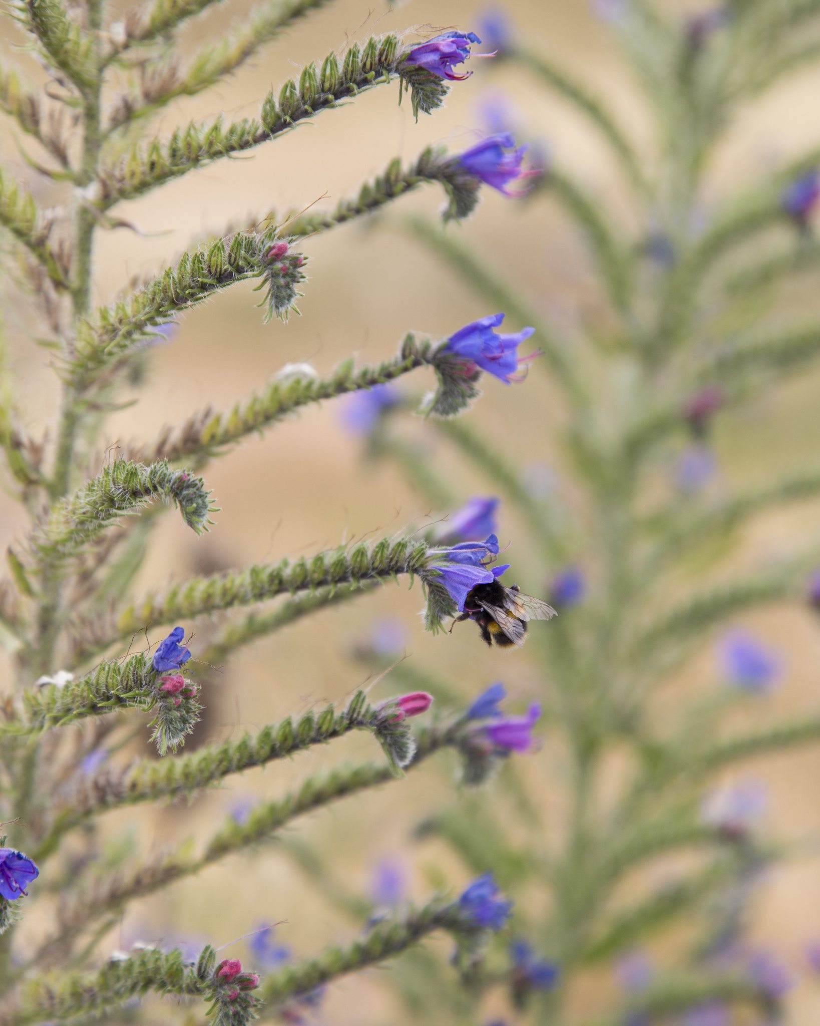 Echium vulgare