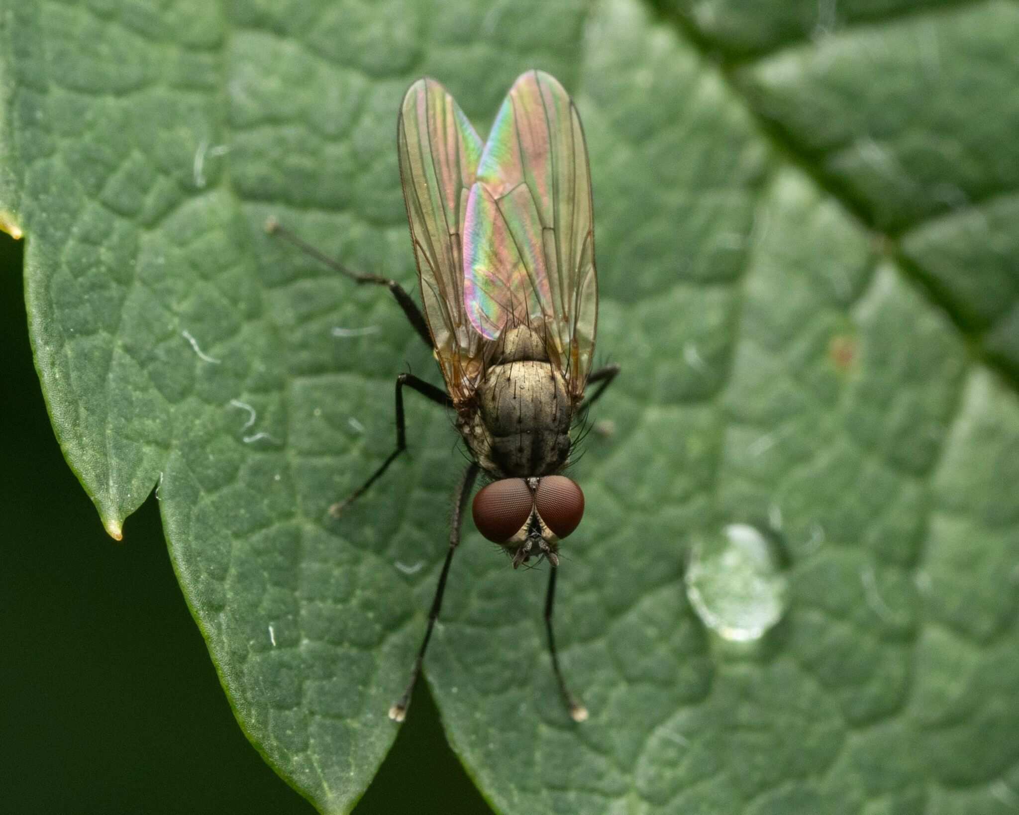 Delia florilega