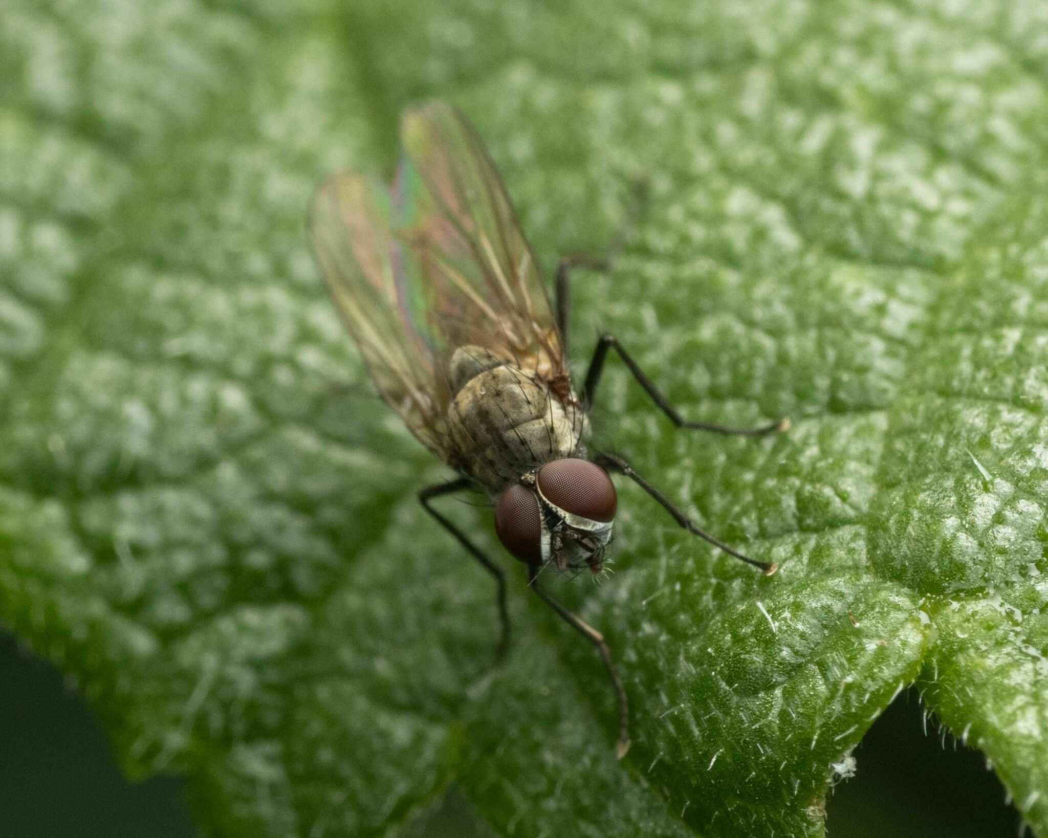Delia florilega