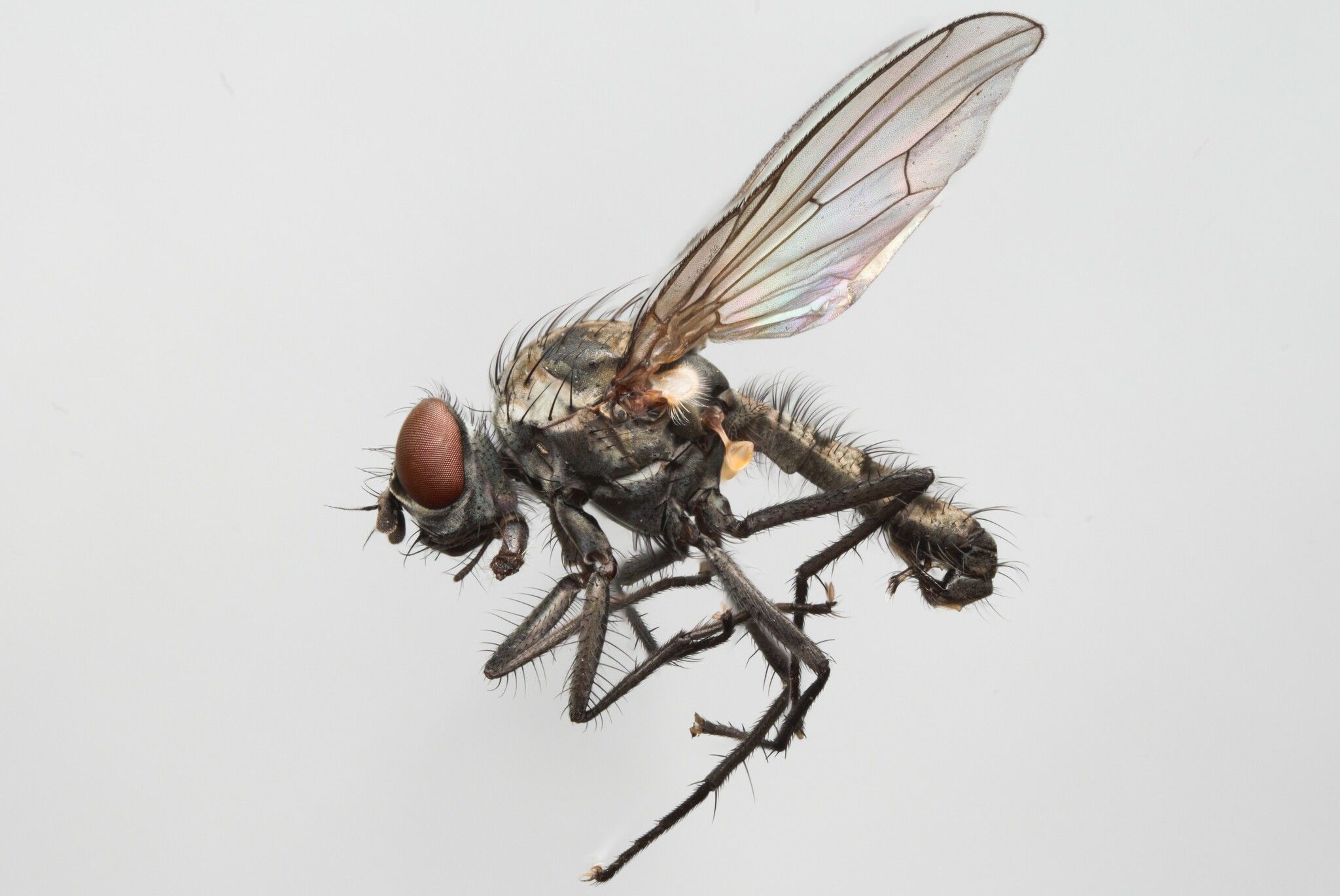 Delia florilega