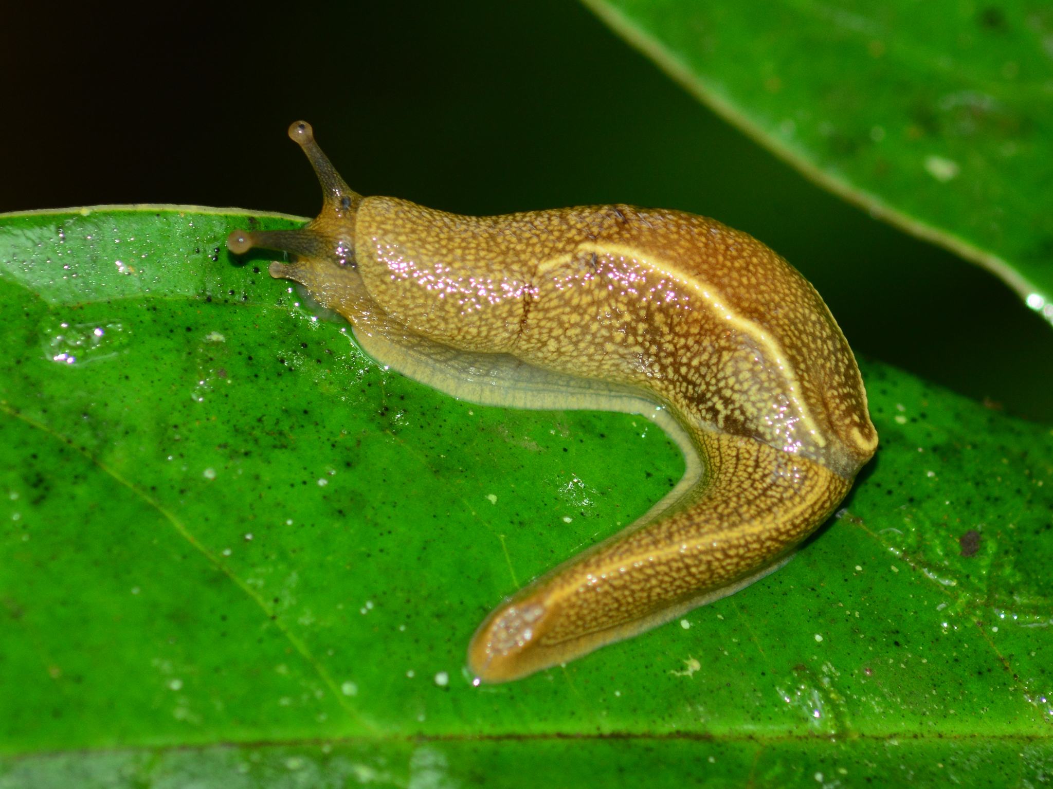 Mariaella dussumieri