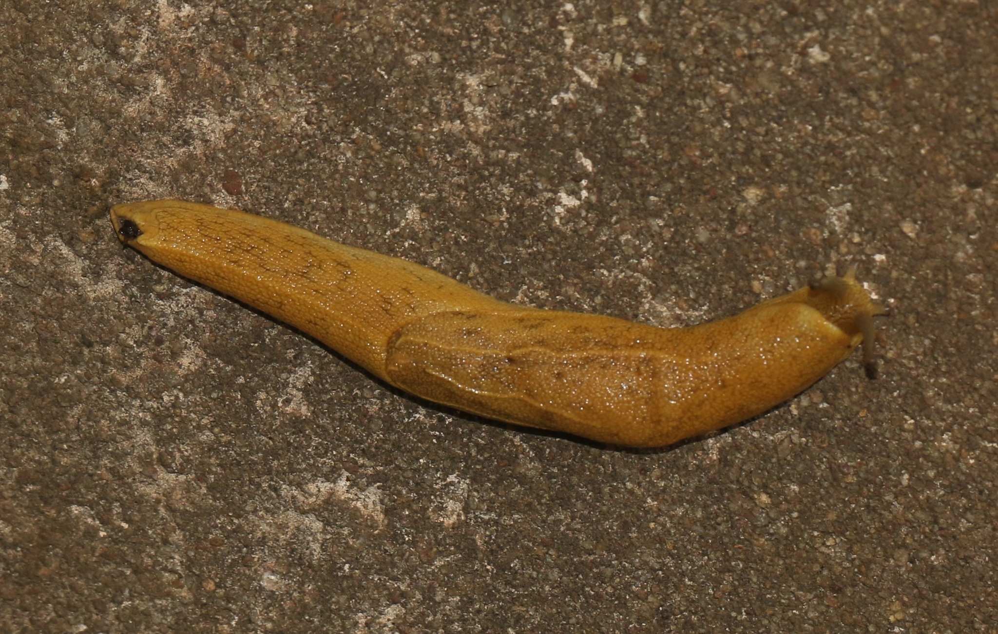 Mariaella dussumieri