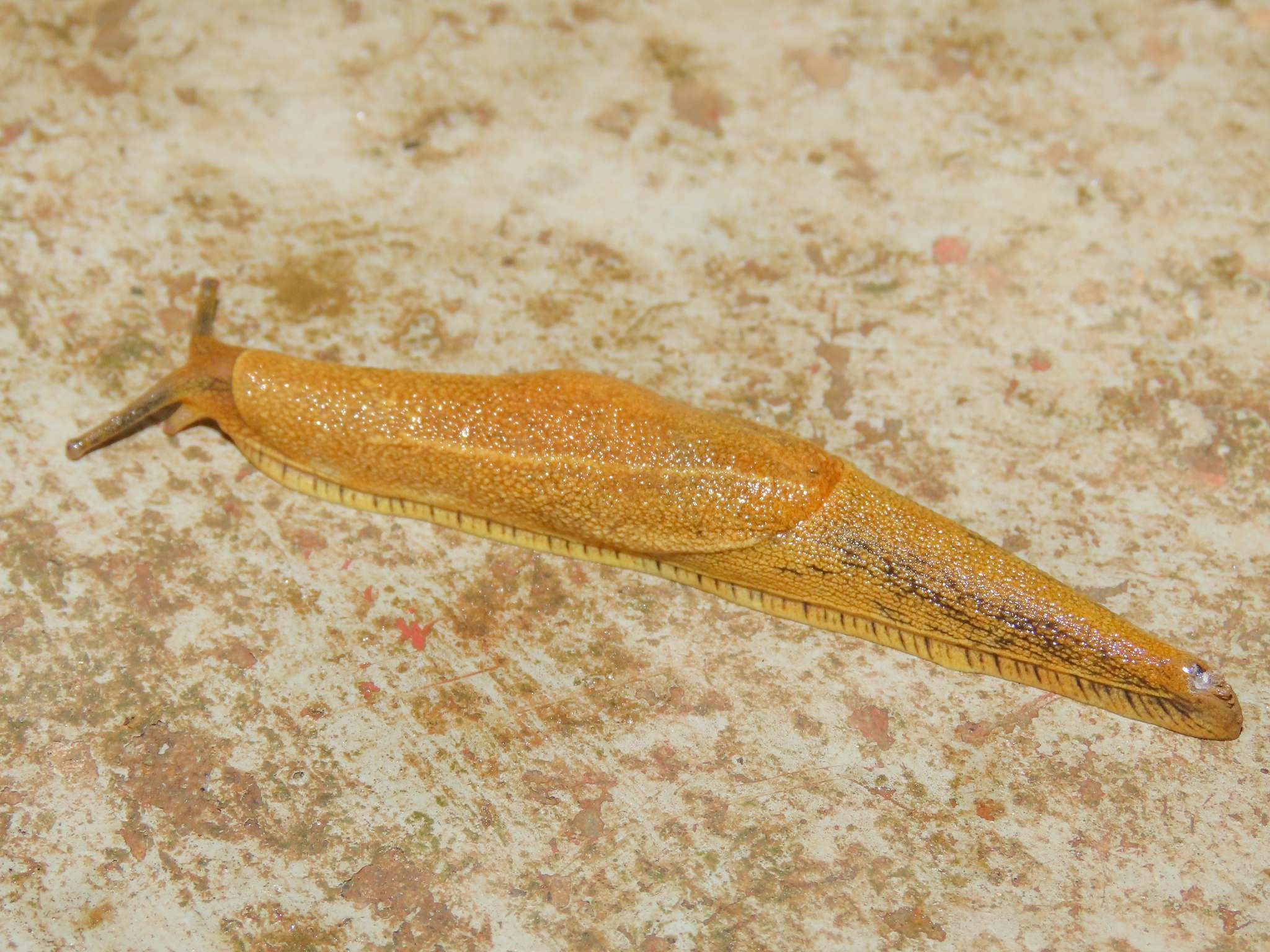 Mariaella dussumieri