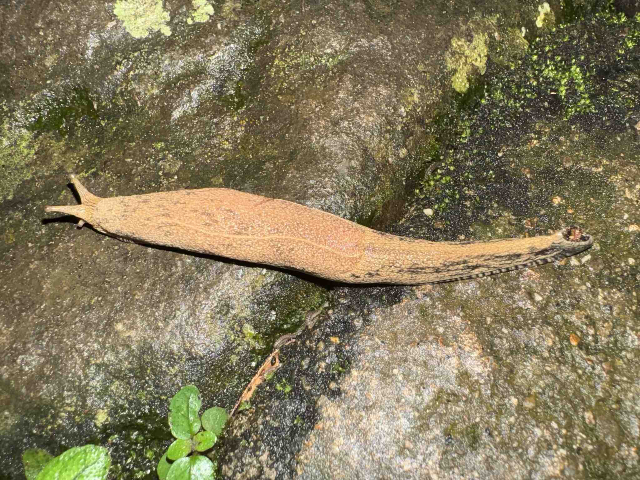Mariaella dussumieri