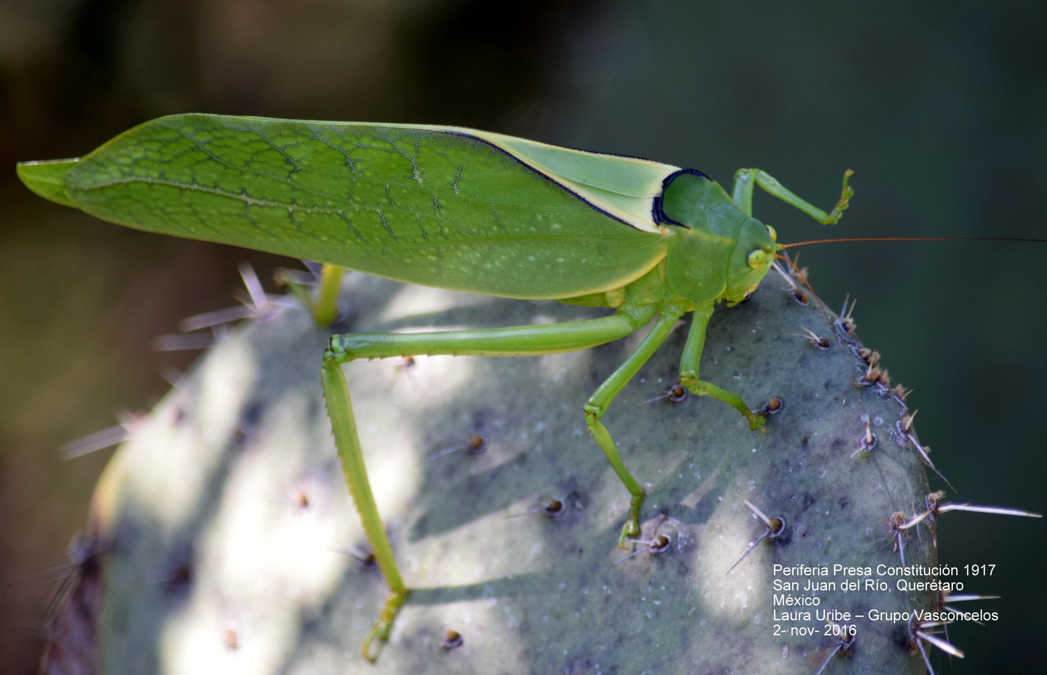 Stilpnochlora
