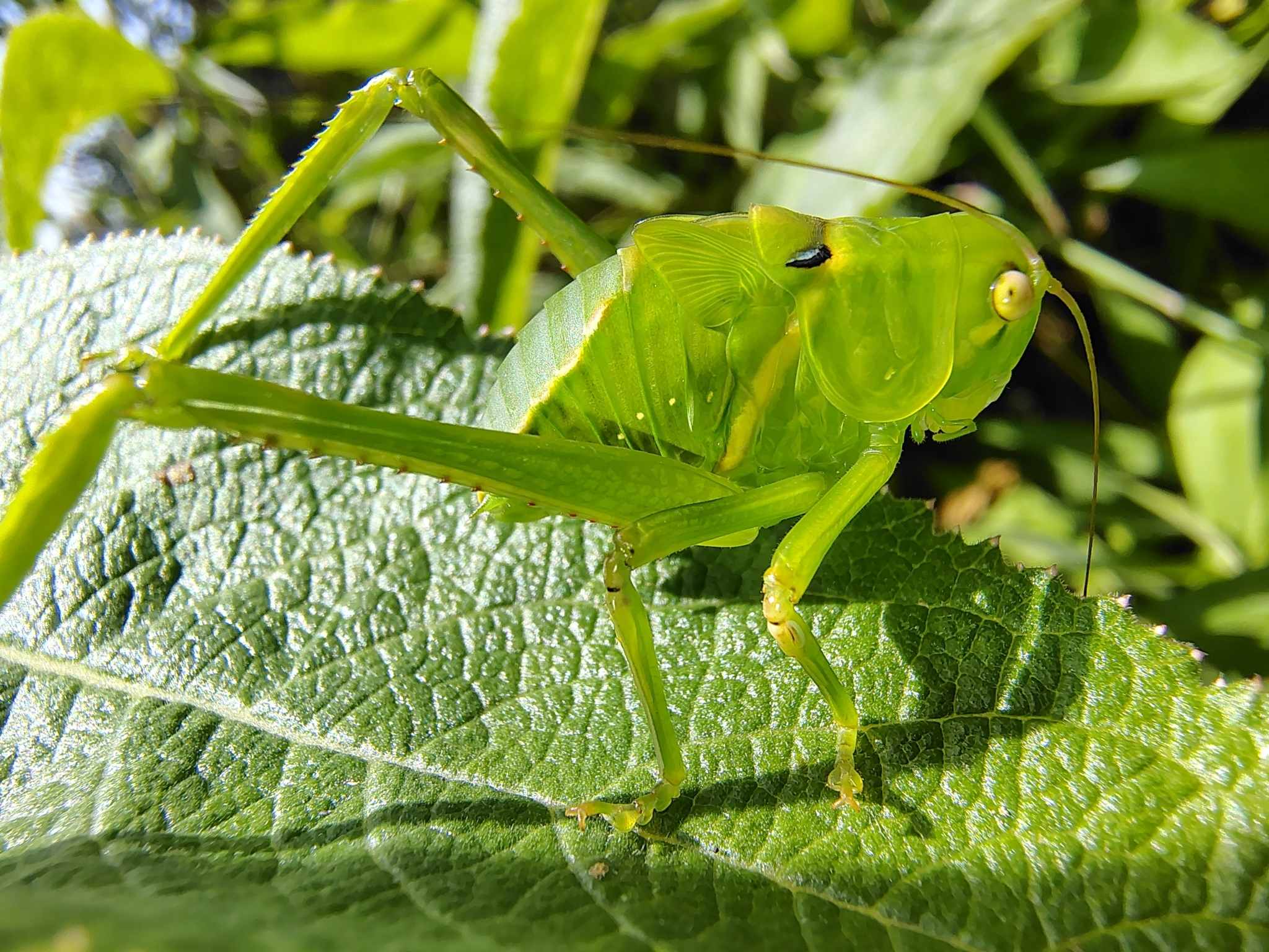 Stilpnochlora