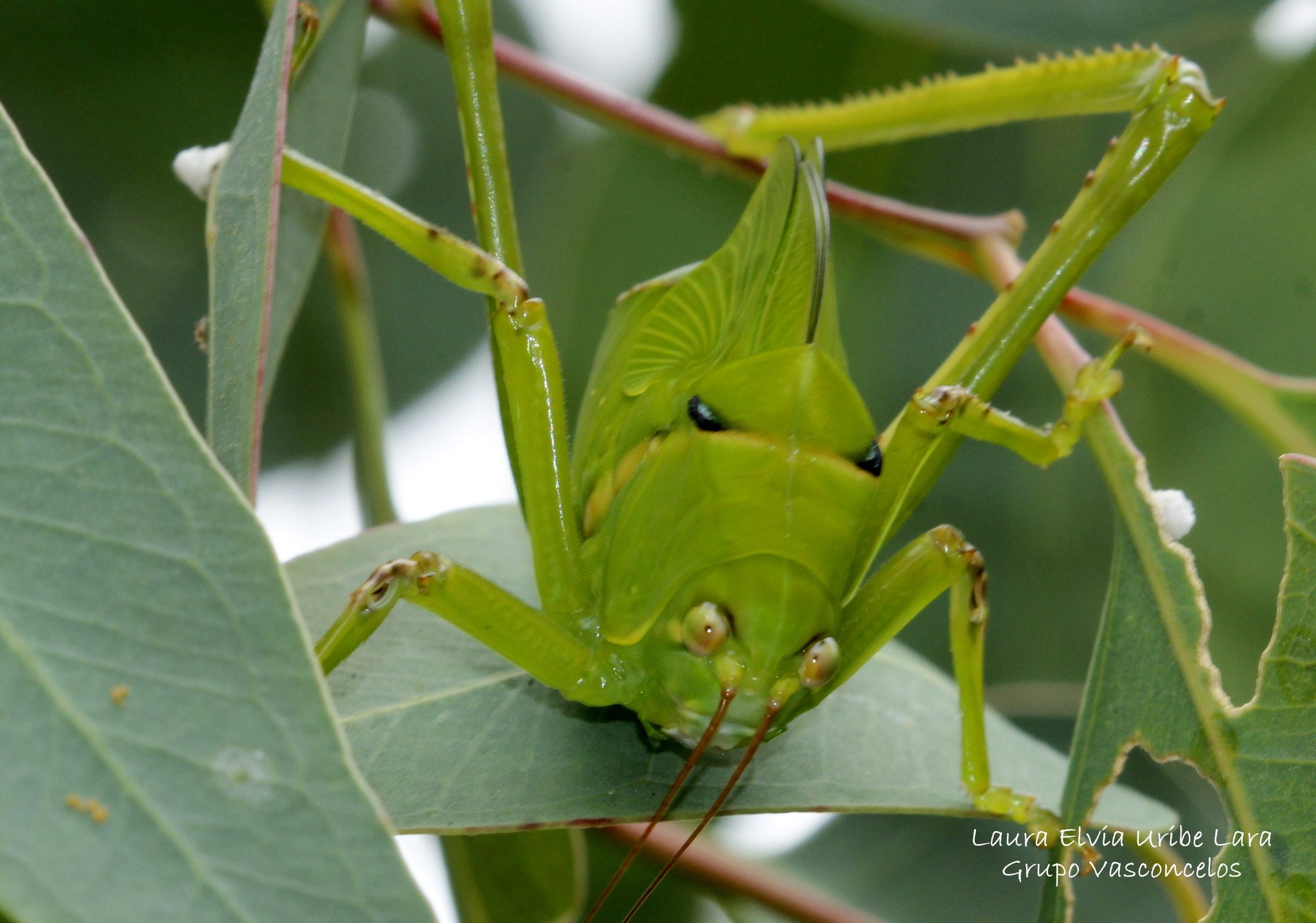 Stilpnochlora