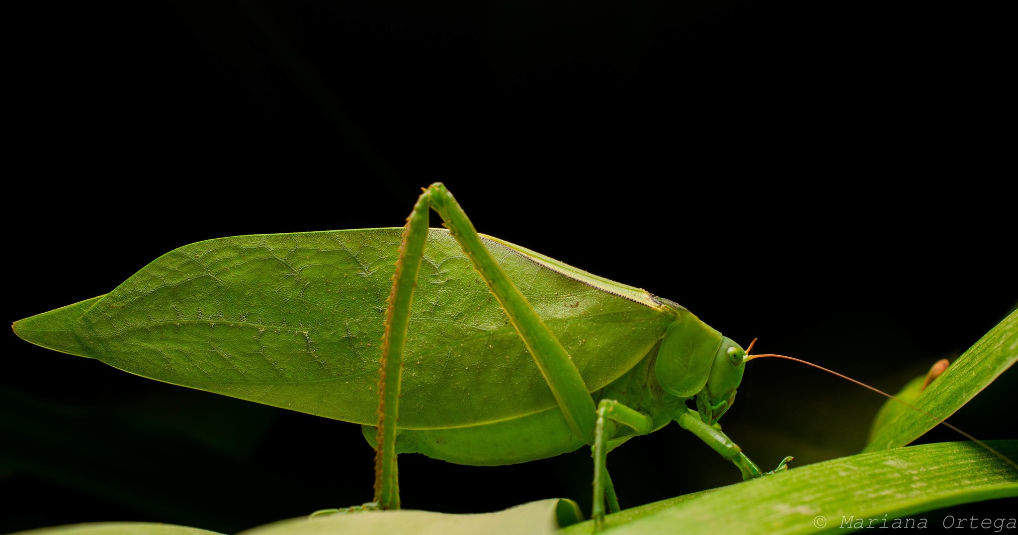 Stilpnochlora