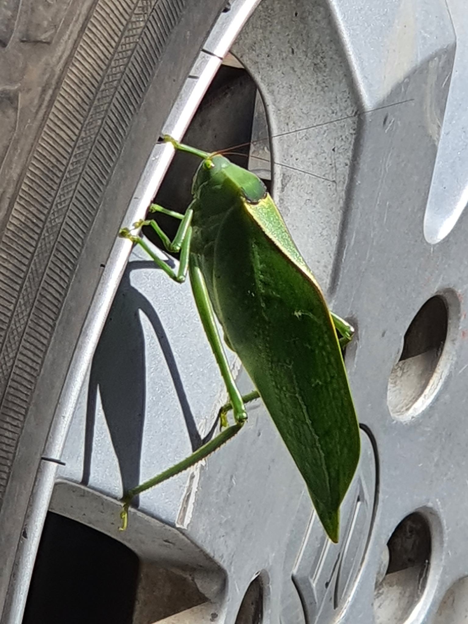 Stilpnochlora