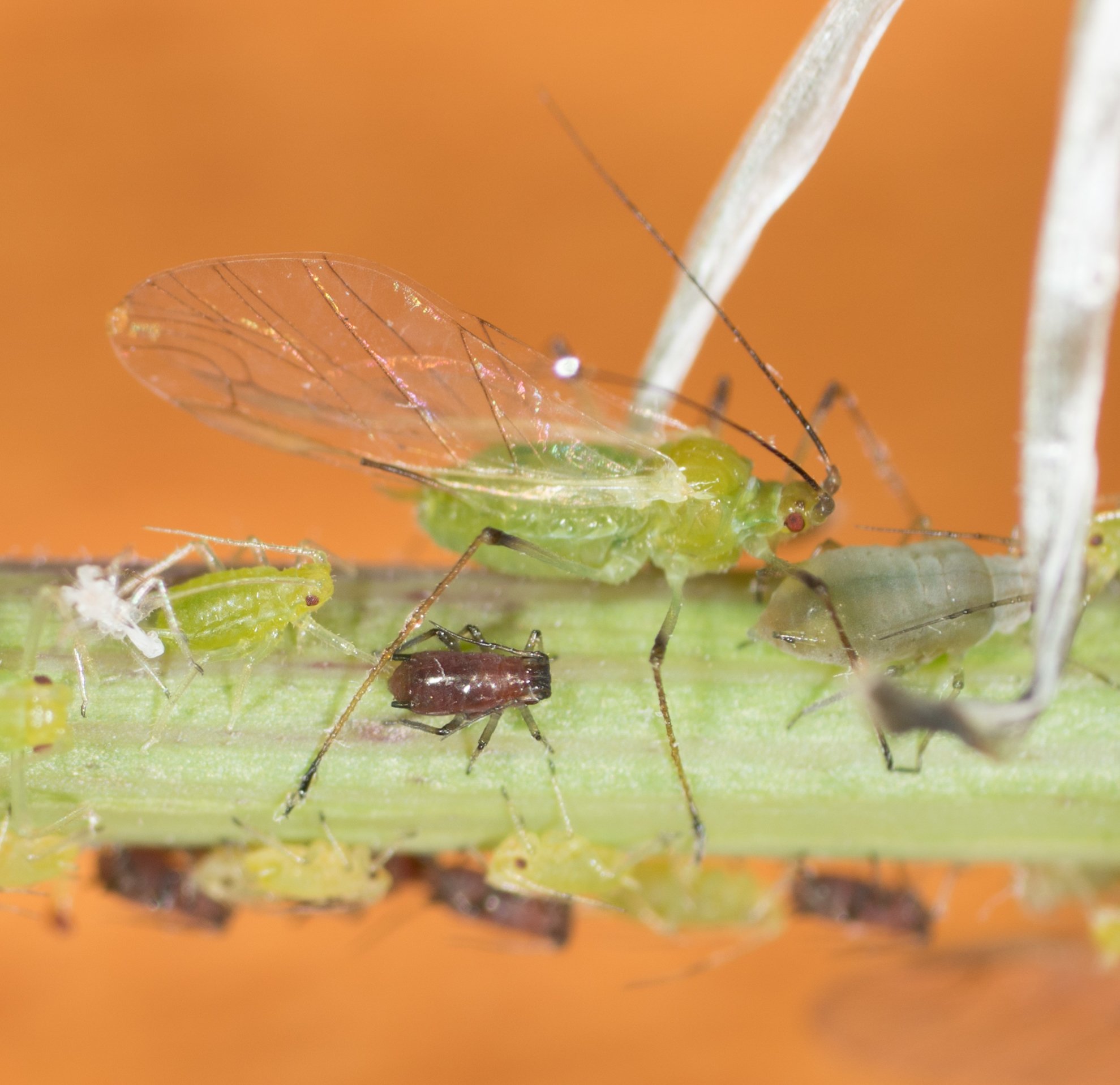 Macrosiphum euphorbiae