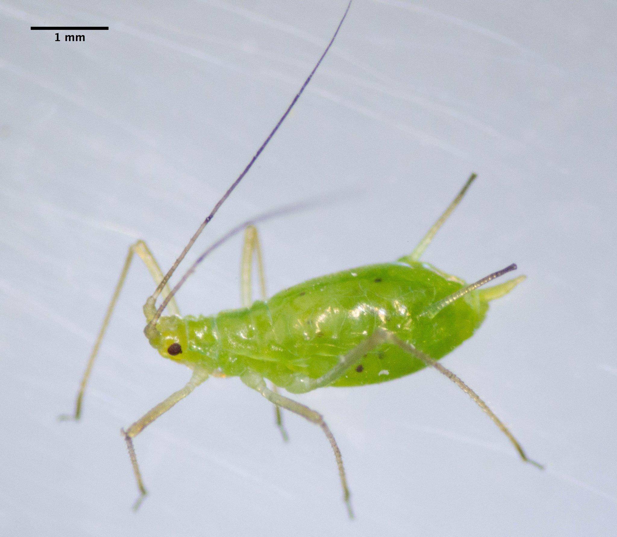 Macrosiphum euphorbiae