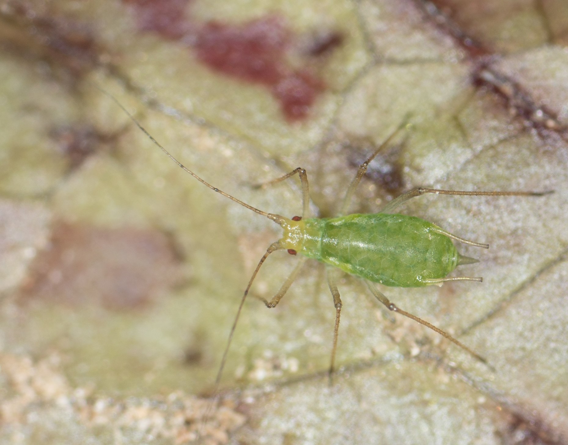 Macrosiphum euphorbiae