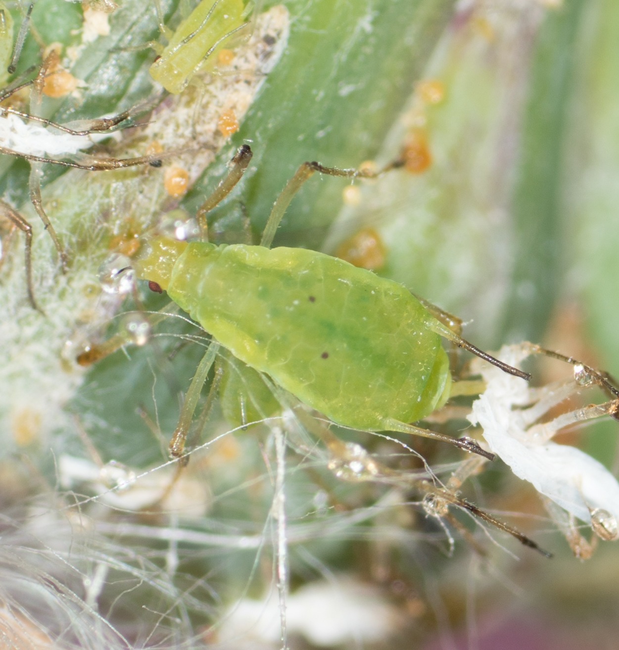Macrosiphum euphorbiae