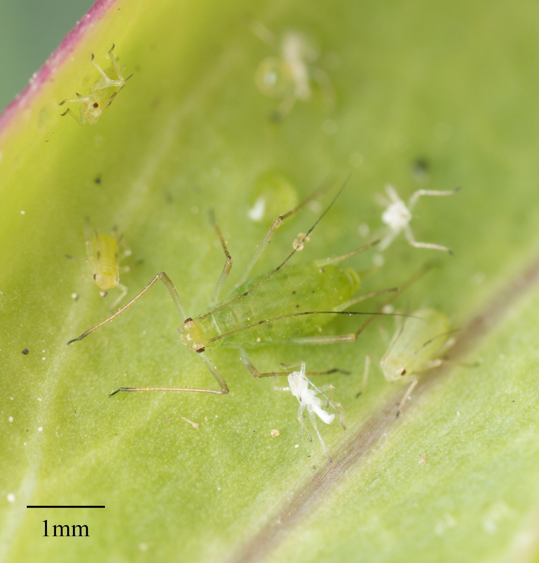 Macrosiphum euphorbiae