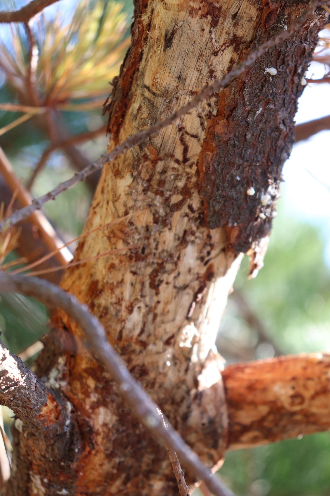Fusarium circinatum