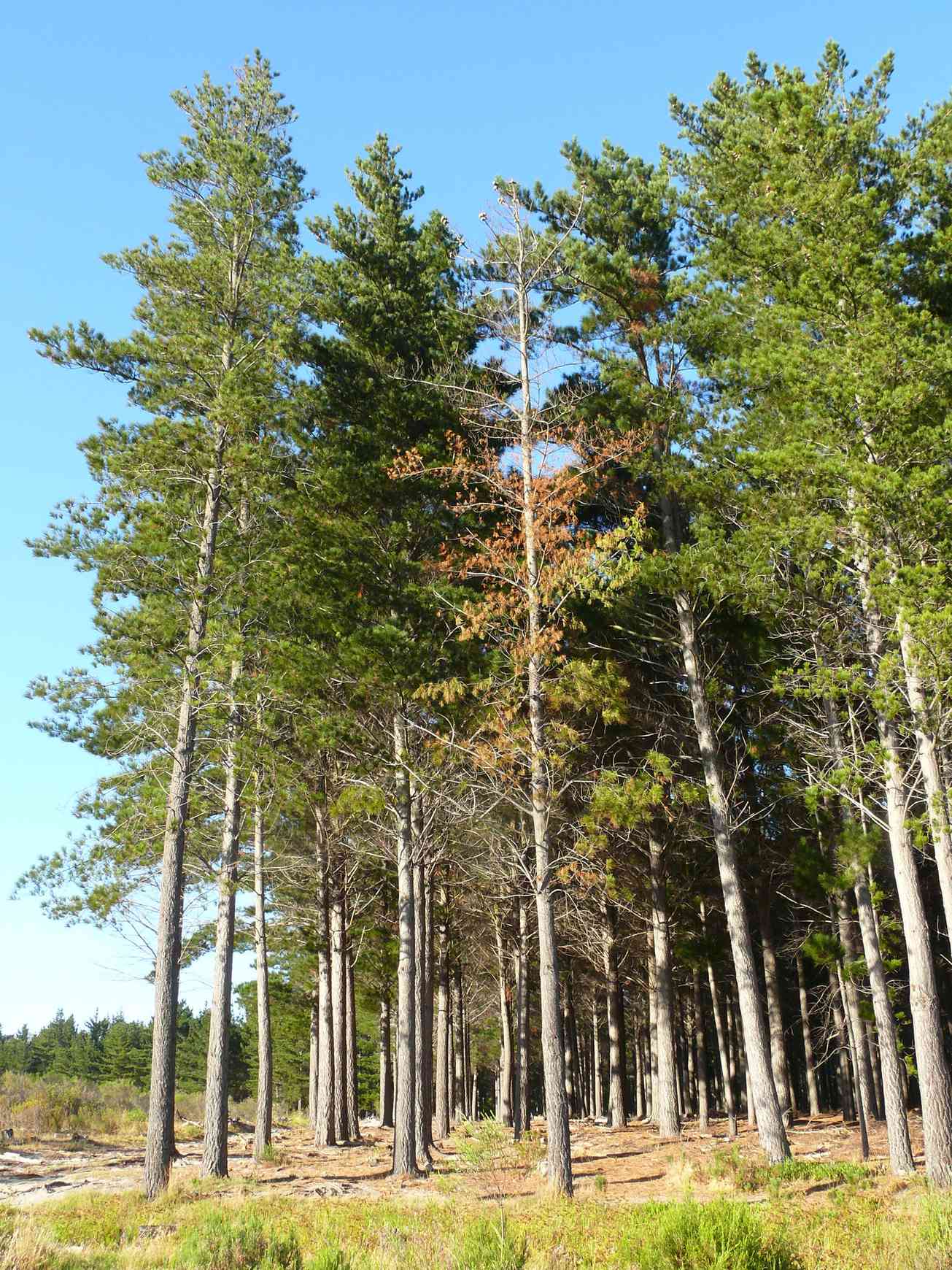 Fusarium circinatum